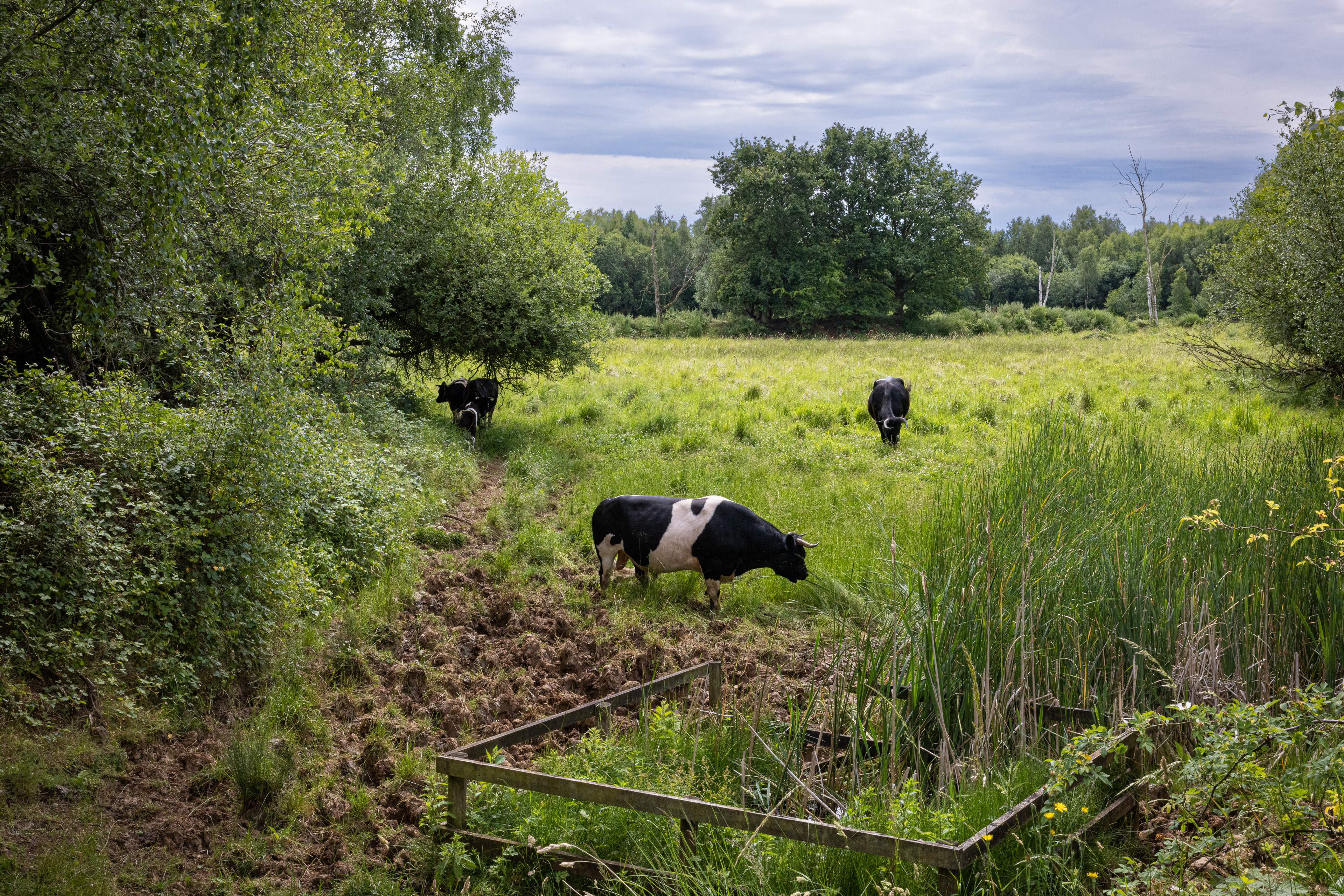 Cows in the meadow (Lincolnshire UK)