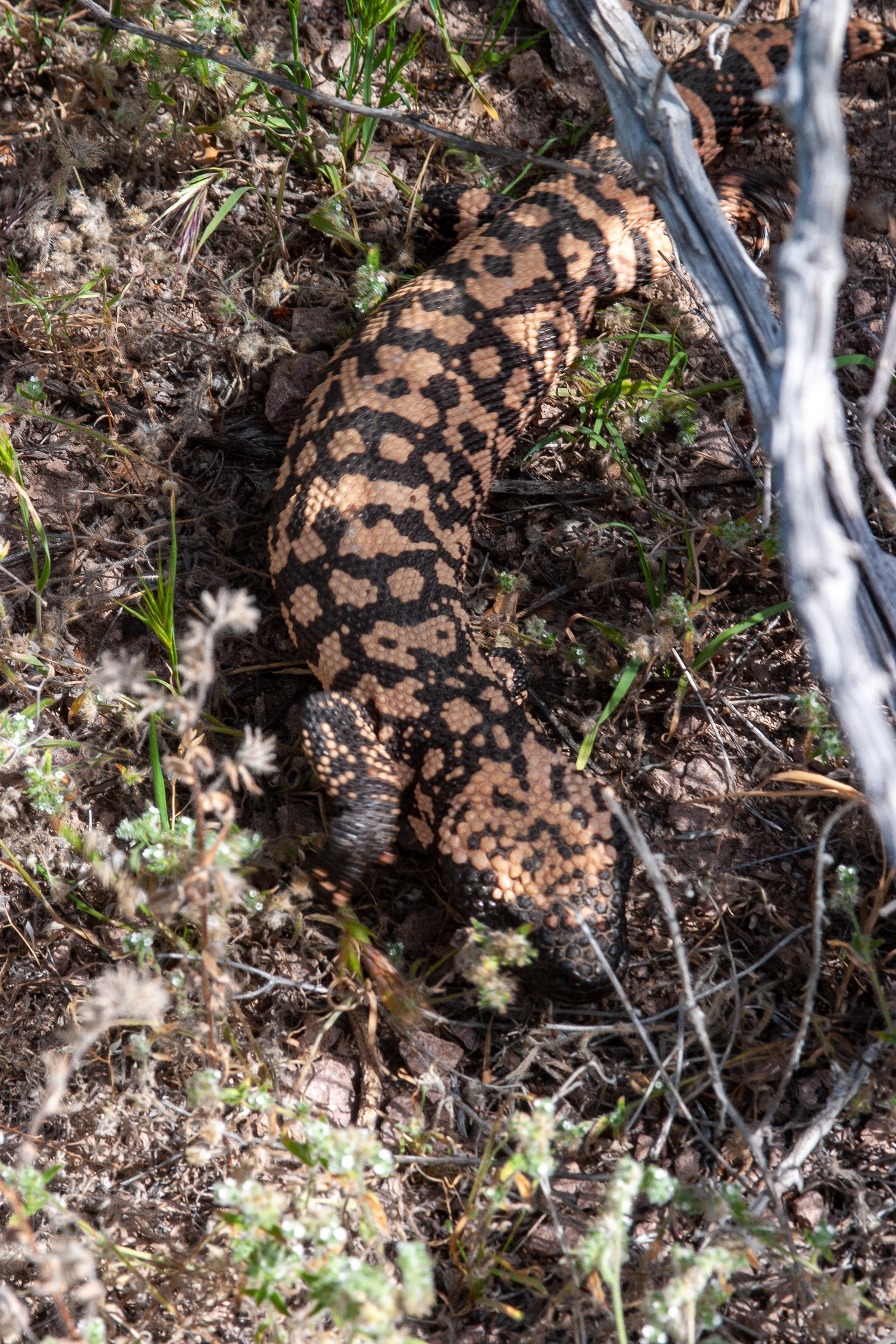 Gila monster (AZ USA)