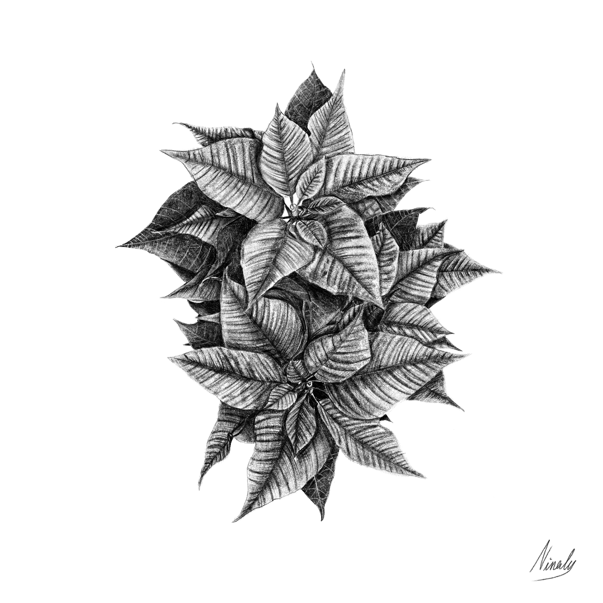 Flower of christmas 24