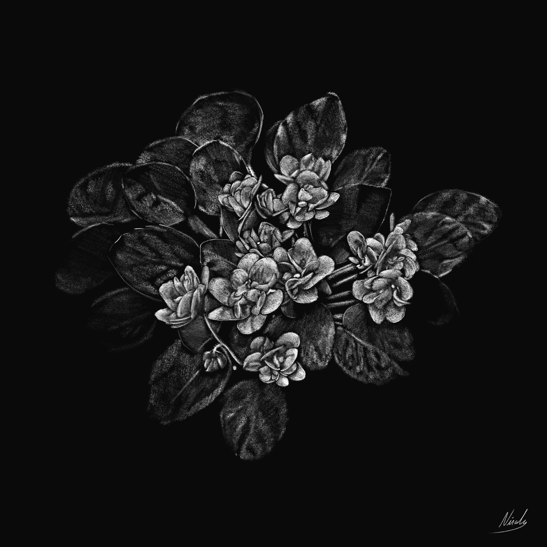 Flower of winter 24