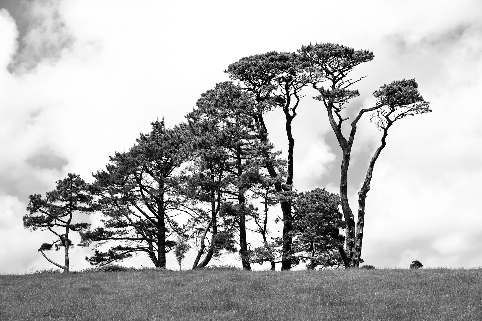 Pines at the horizon in Trengwainton Garden, near Penzance, Cornwall
