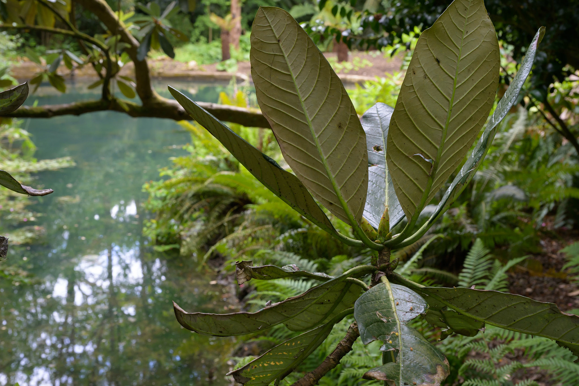 Pond in Abbotsbury Tropical Gardens