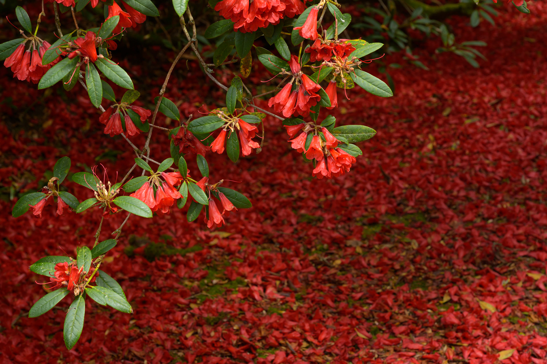 Red rhododendron with fallen petals, Trengwainton Garden, near Penzance, Cornwall