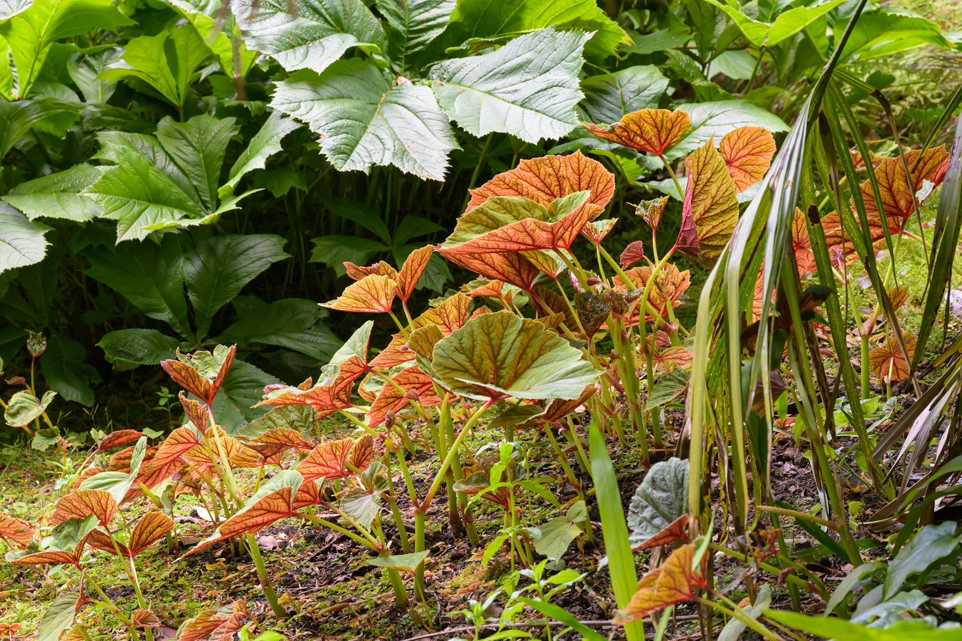 Foliage Garden in Trengwainton Garden, near Penzance, Cornwall