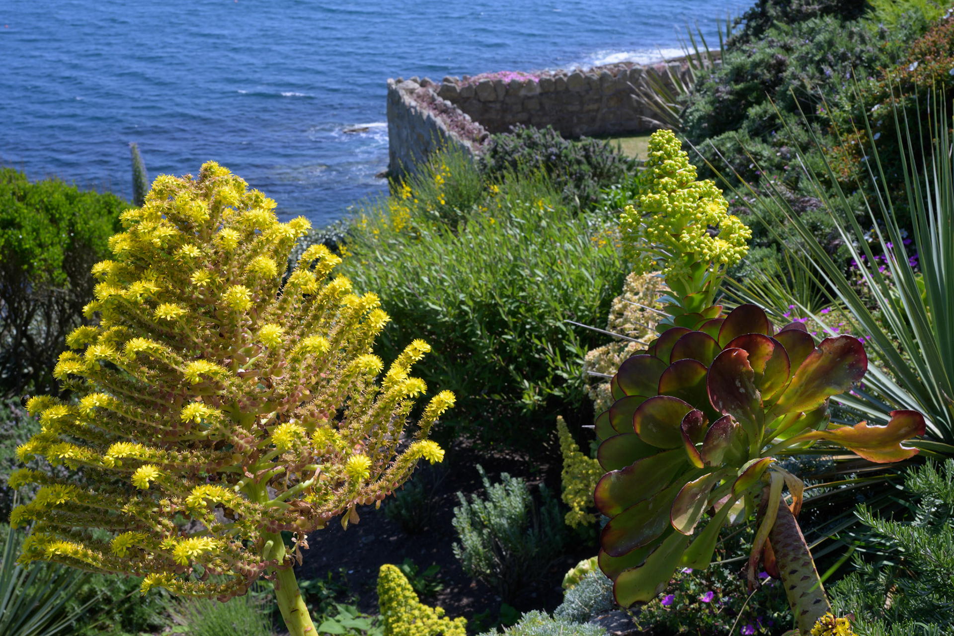 St. Michael's Mount garden, Cornwall
