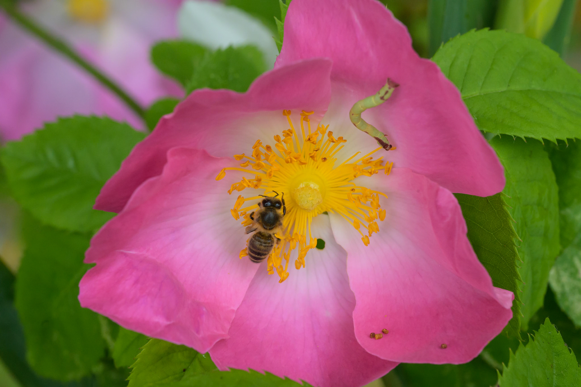 Ancient rose variety with bee and caterpillar, Mapperton Garden, Dorset