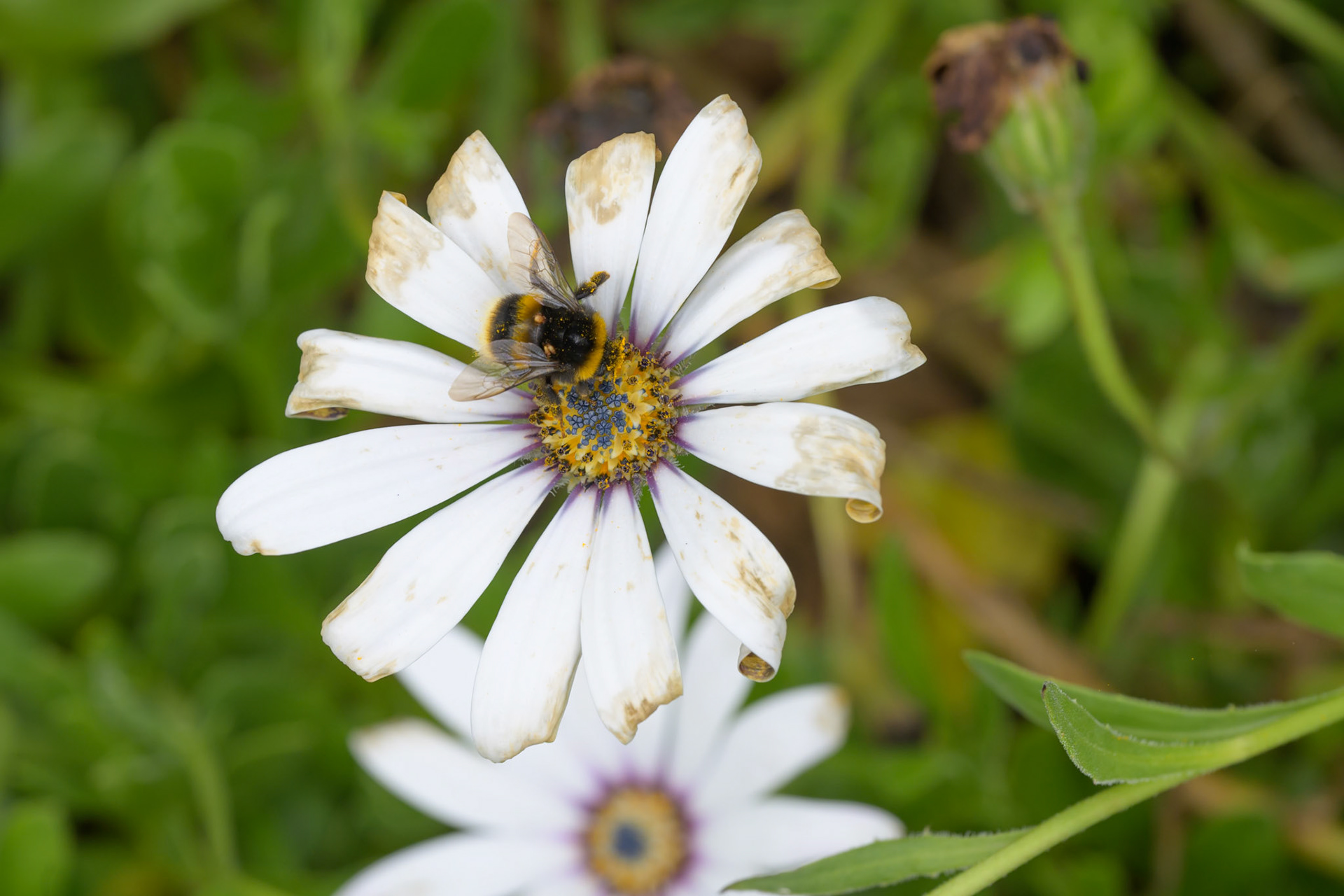African daisy with bumble bee in Trengwainton Garden, near Penzance, Cornwall