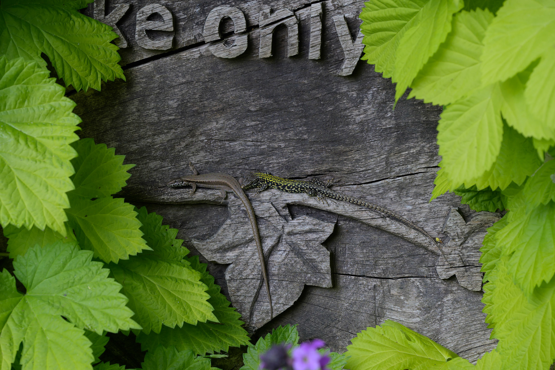 Entry sign of Abbotsbury Tropical Gardens with two lizards