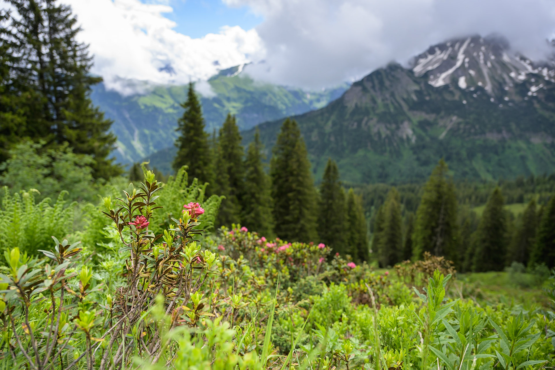 Alpenrose am Fellhorn