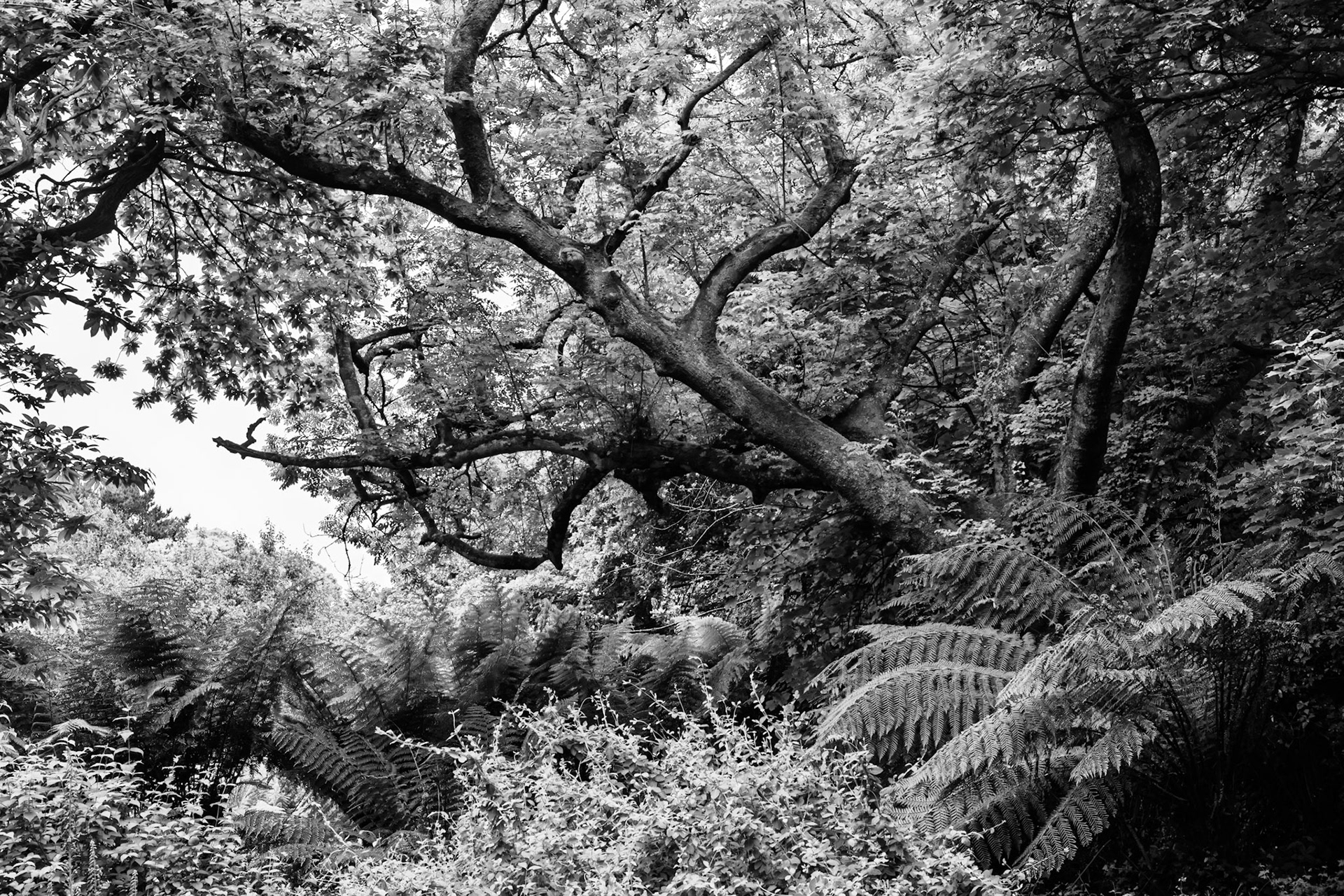 Ferns and trees in Trewidden Garden, near Penzance, Cornwall