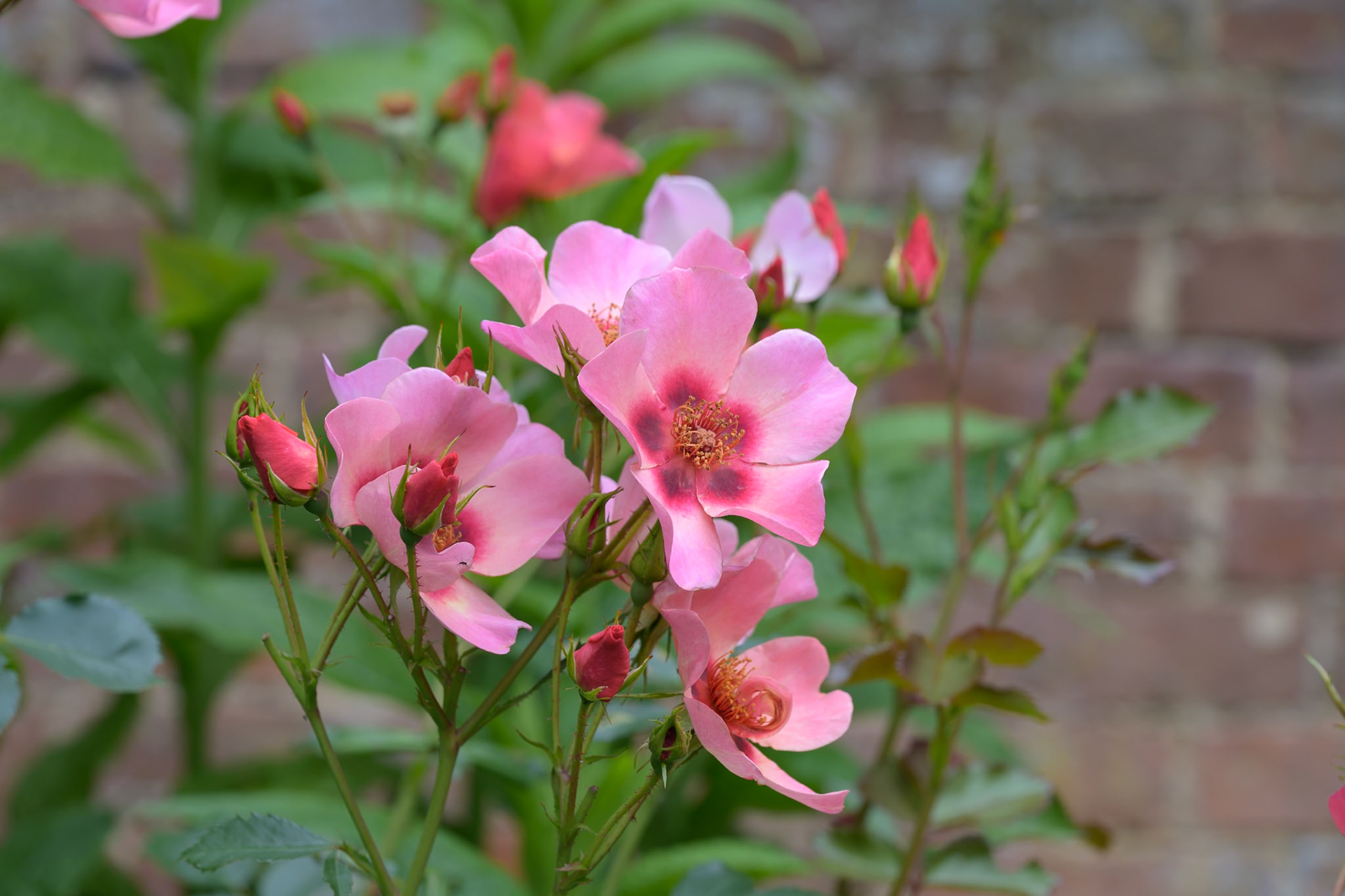 Ancient rose variety in Tintinhull Garden, near Yeovil, Somerset
