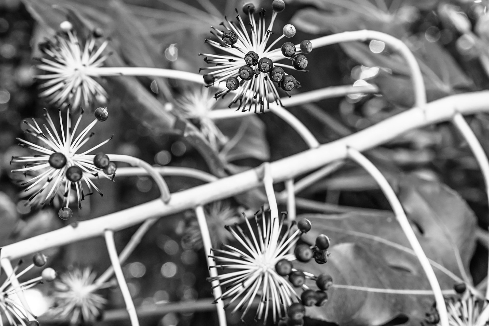Fatsia japonica, Abbotsbury Tropical Garden, Dorset, England