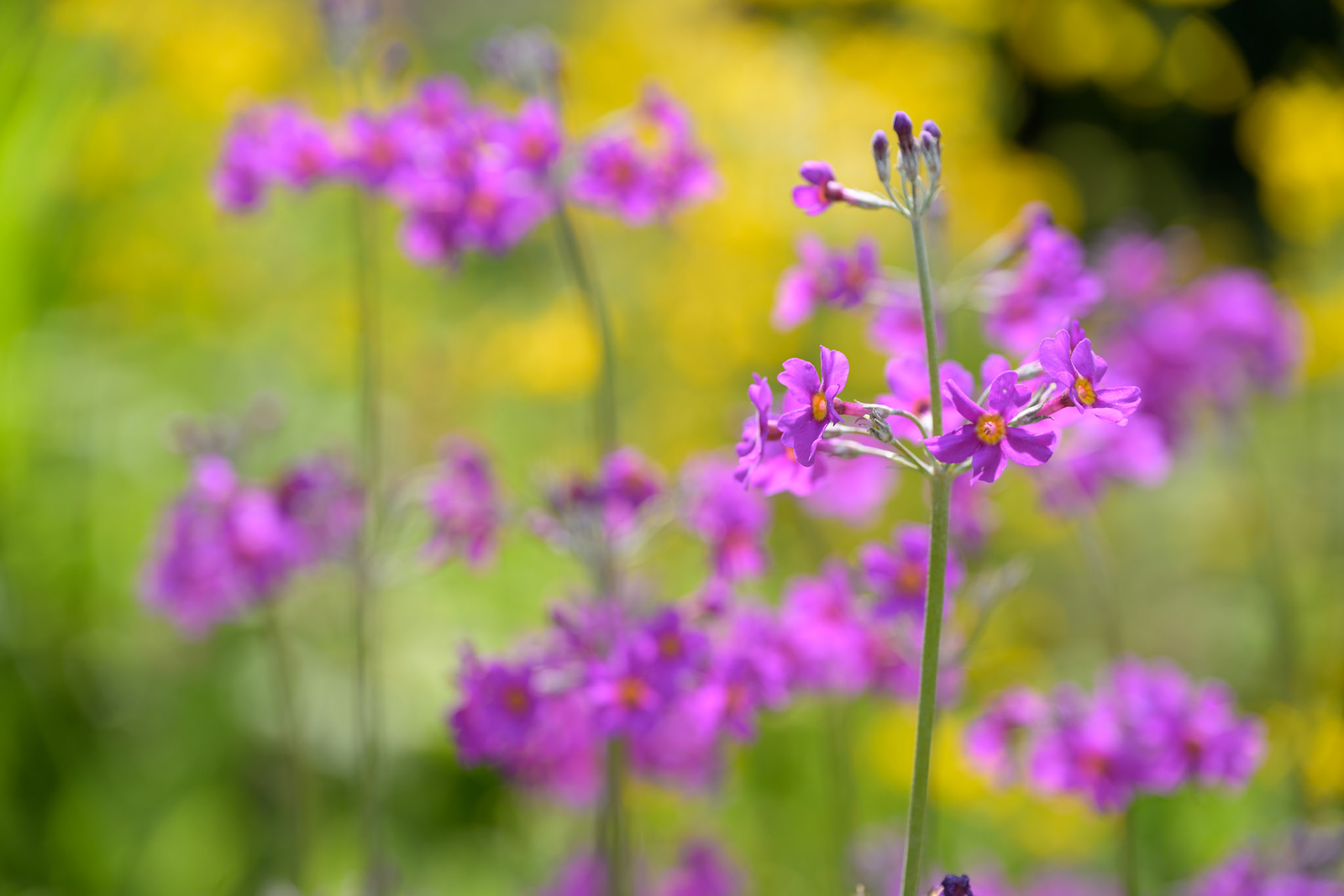 In the Stream Garden, Trengwainton Garden, near Penzance, Cornwall