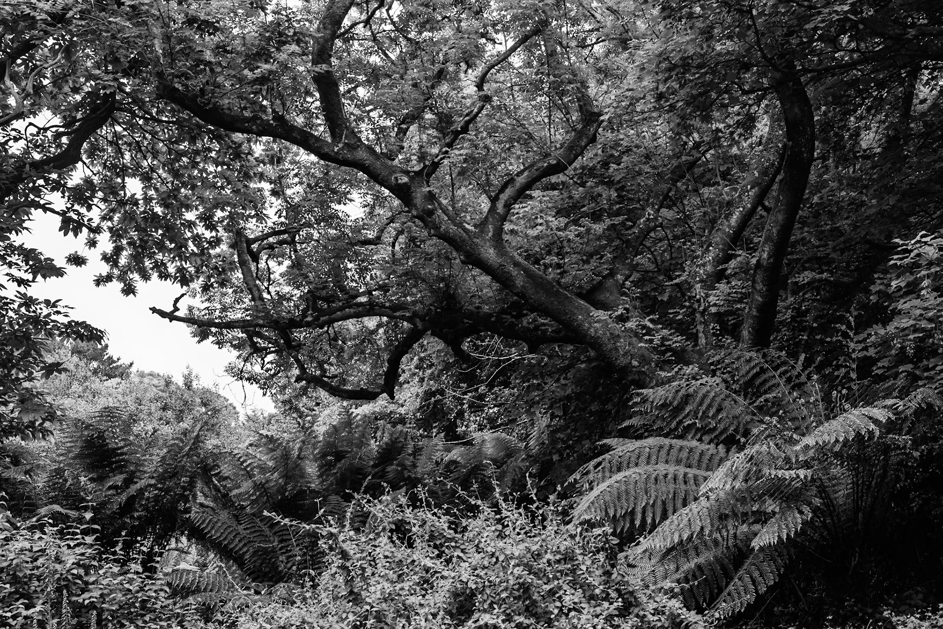 Ferns and trees in Trewidden Garden, near Penzance, Cornwall