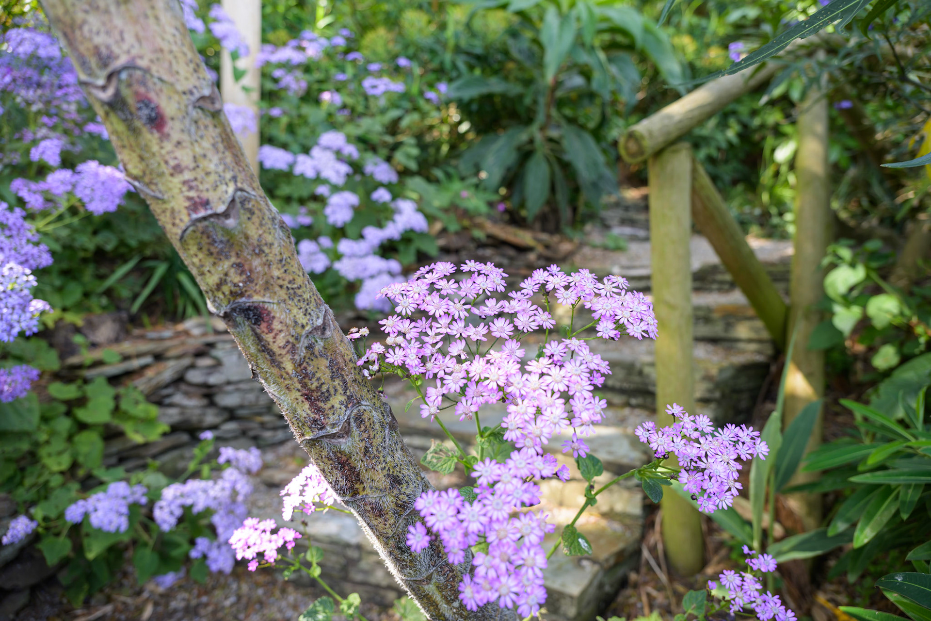 Lamorroan Garden, St. Mawes, Cornwall