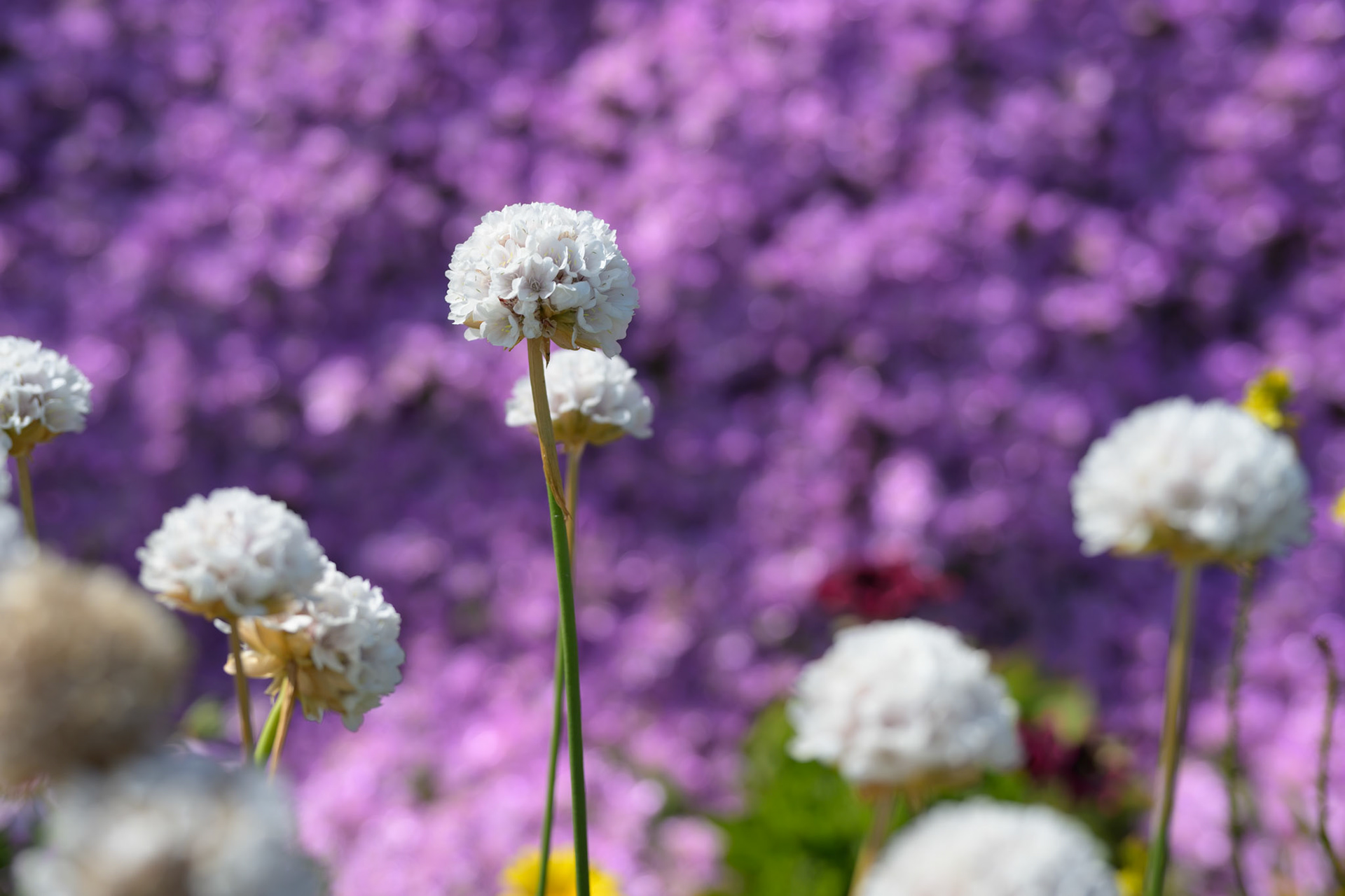 St. Michael's Mount garden, Cornwall
