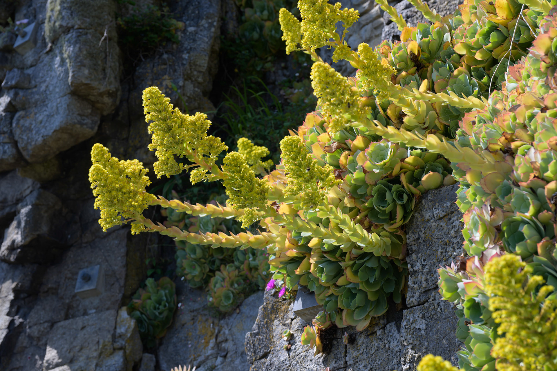 St. Michael's Mount garden, Cornwall