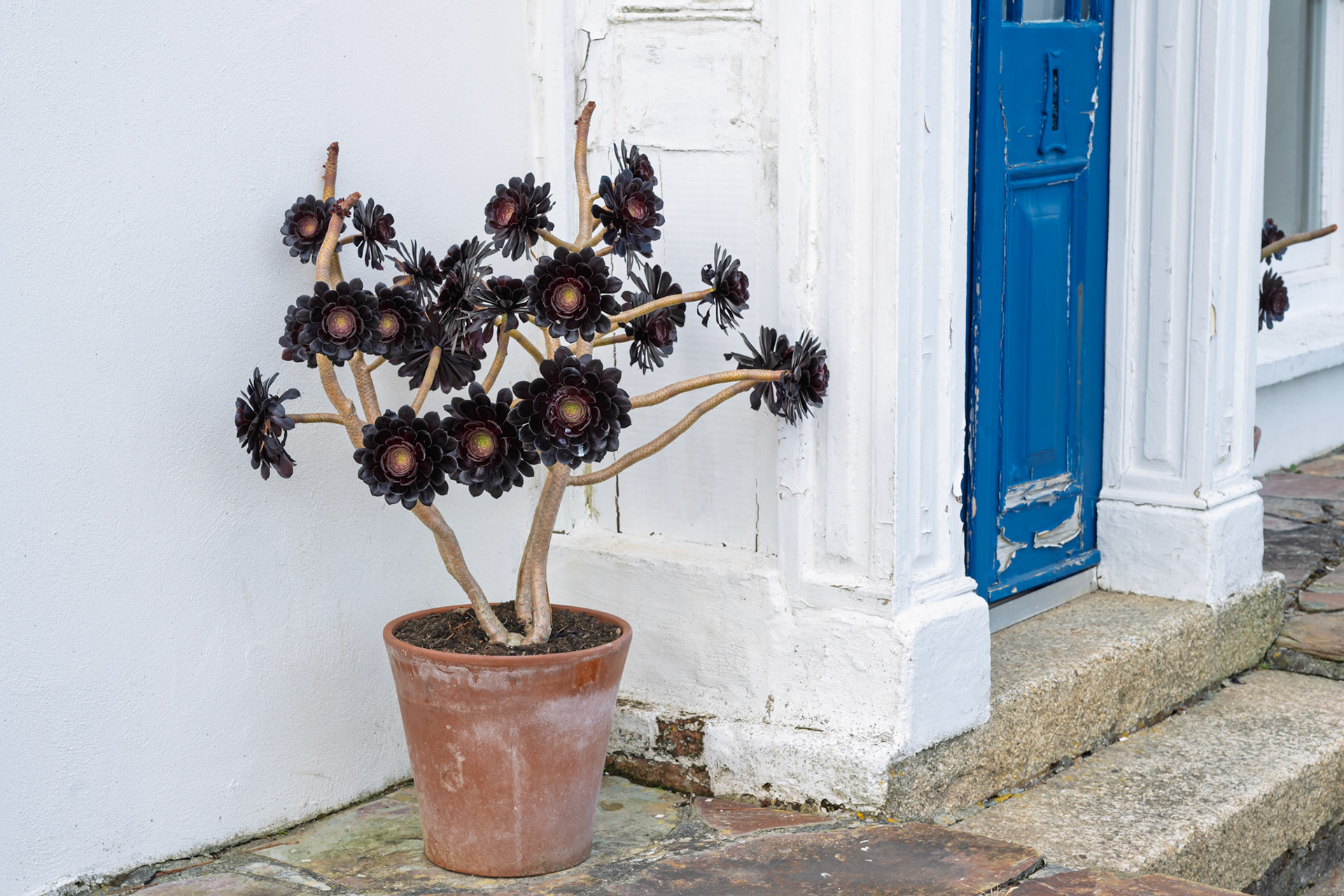 House entry with Aeonium in a pot, St. Mawes, Cornwall
