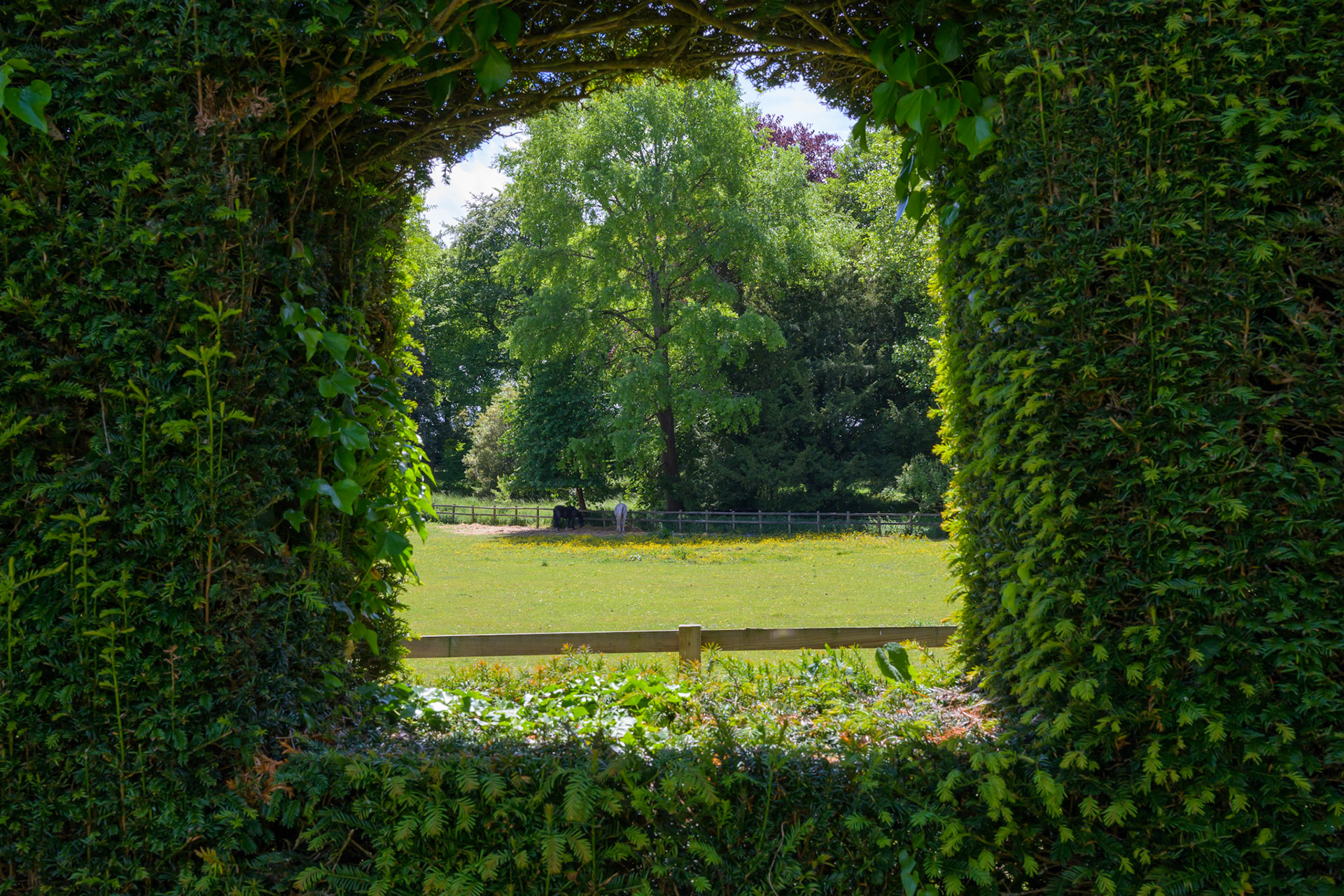 Window in a yew hedge in Cranborne Manor Garden, Dorset