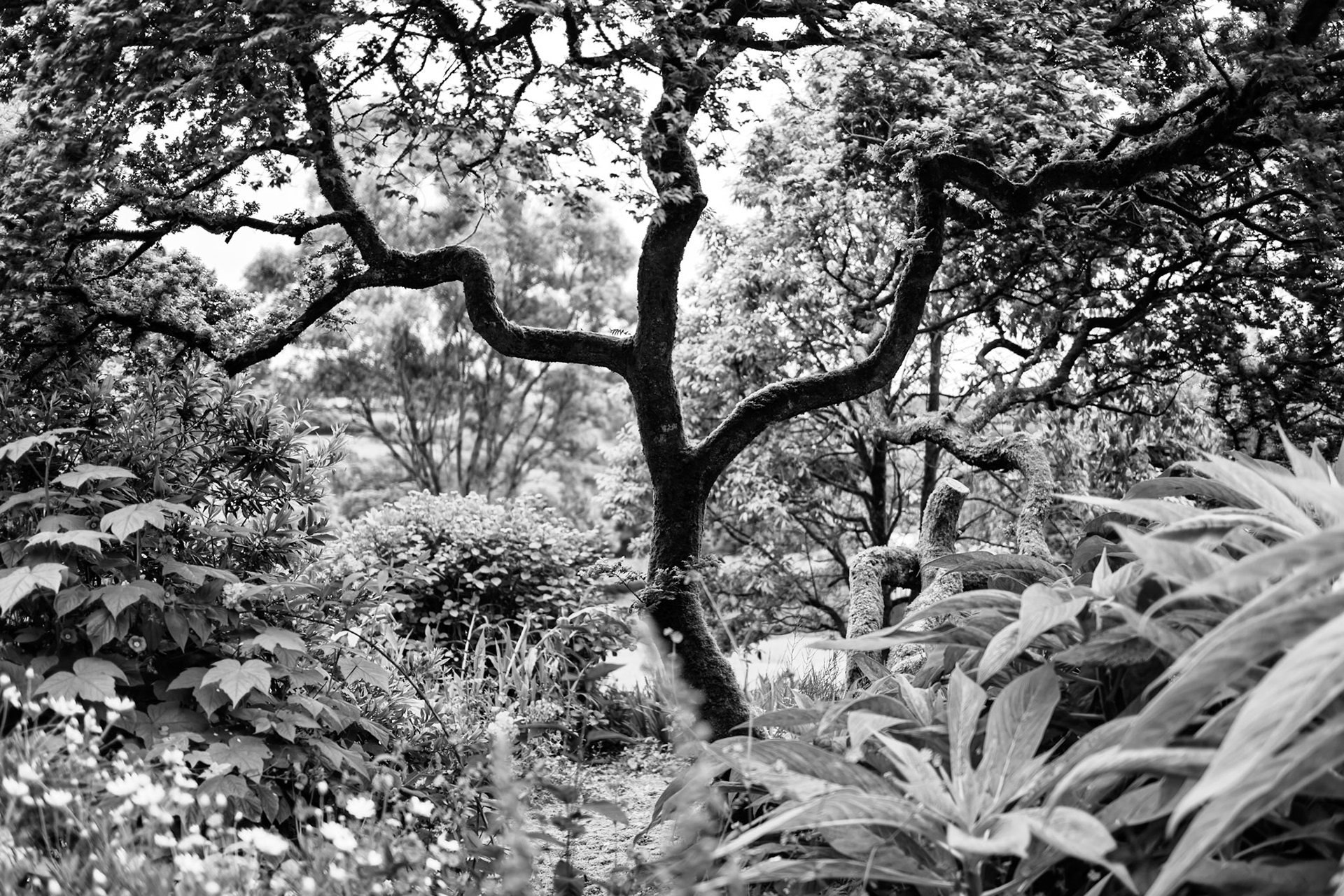 Trewidden Garden, near Penzance, Cornwall