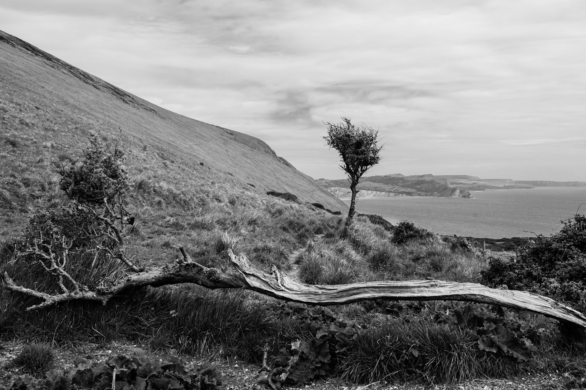 Atlantic coast near Lulworth Cove, Dorsset, England