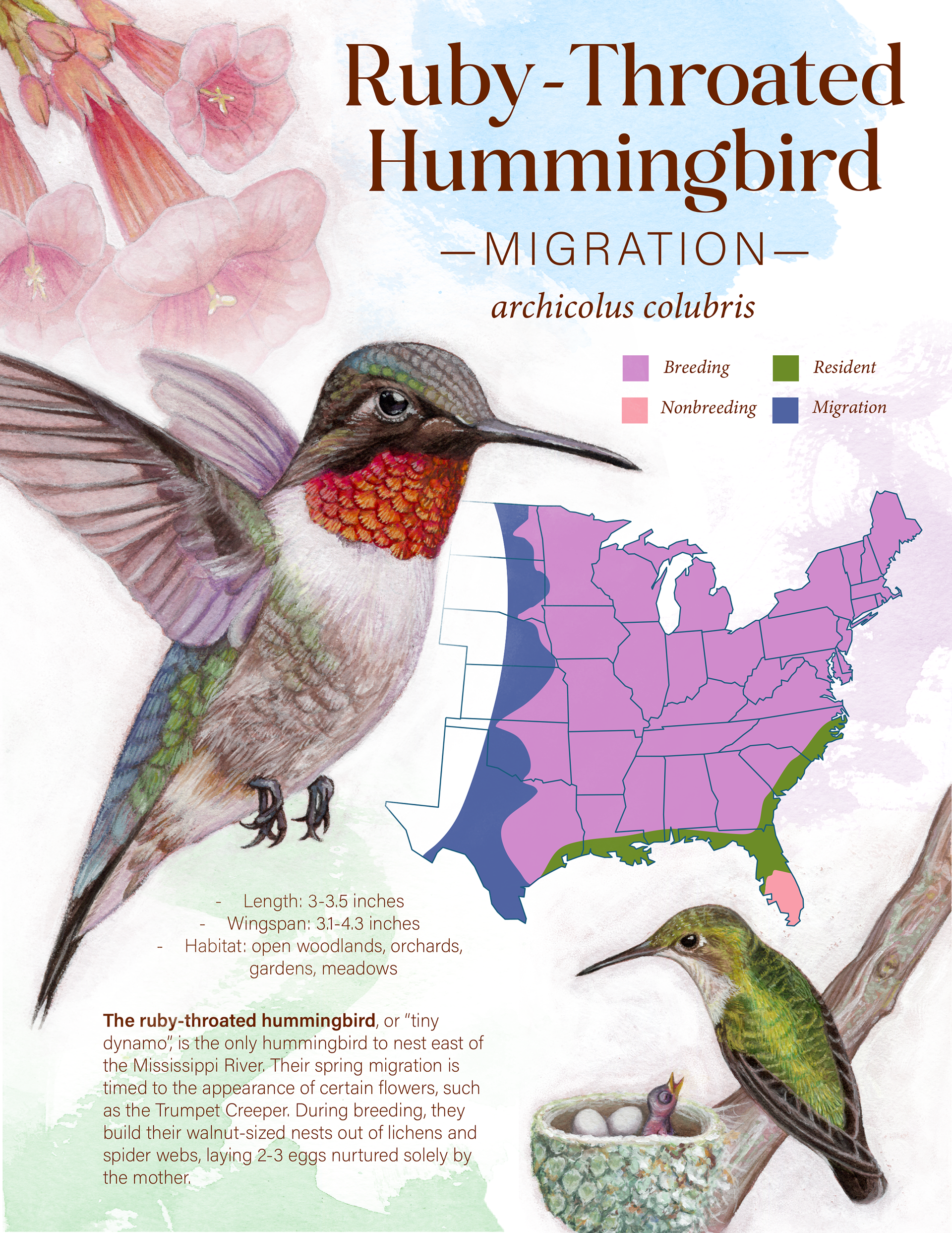 Ruby-Throated Hummingbird Migration Infographic, 2025