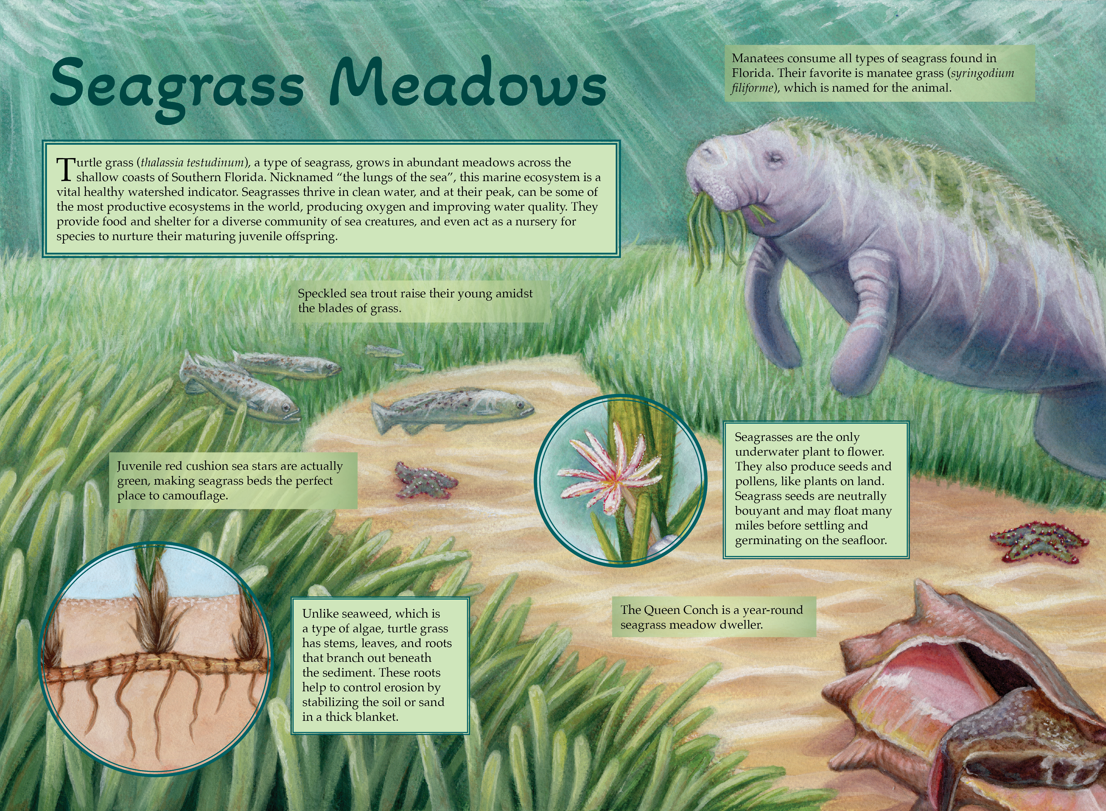 Seagrass Meadows Infographic, 2025