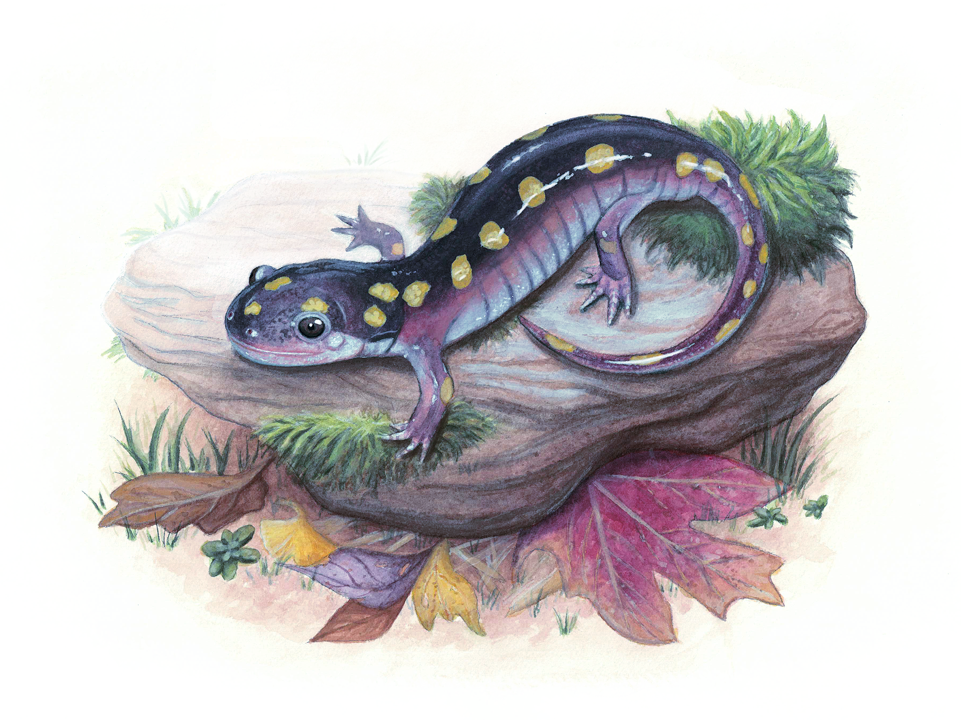 Spotted Salamander, 2025