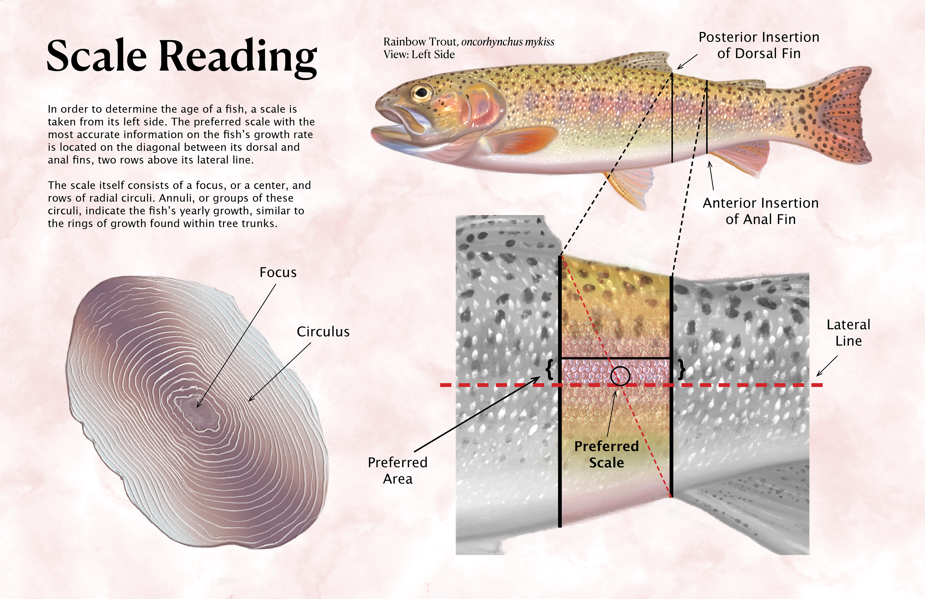 Scale Reading, 2025