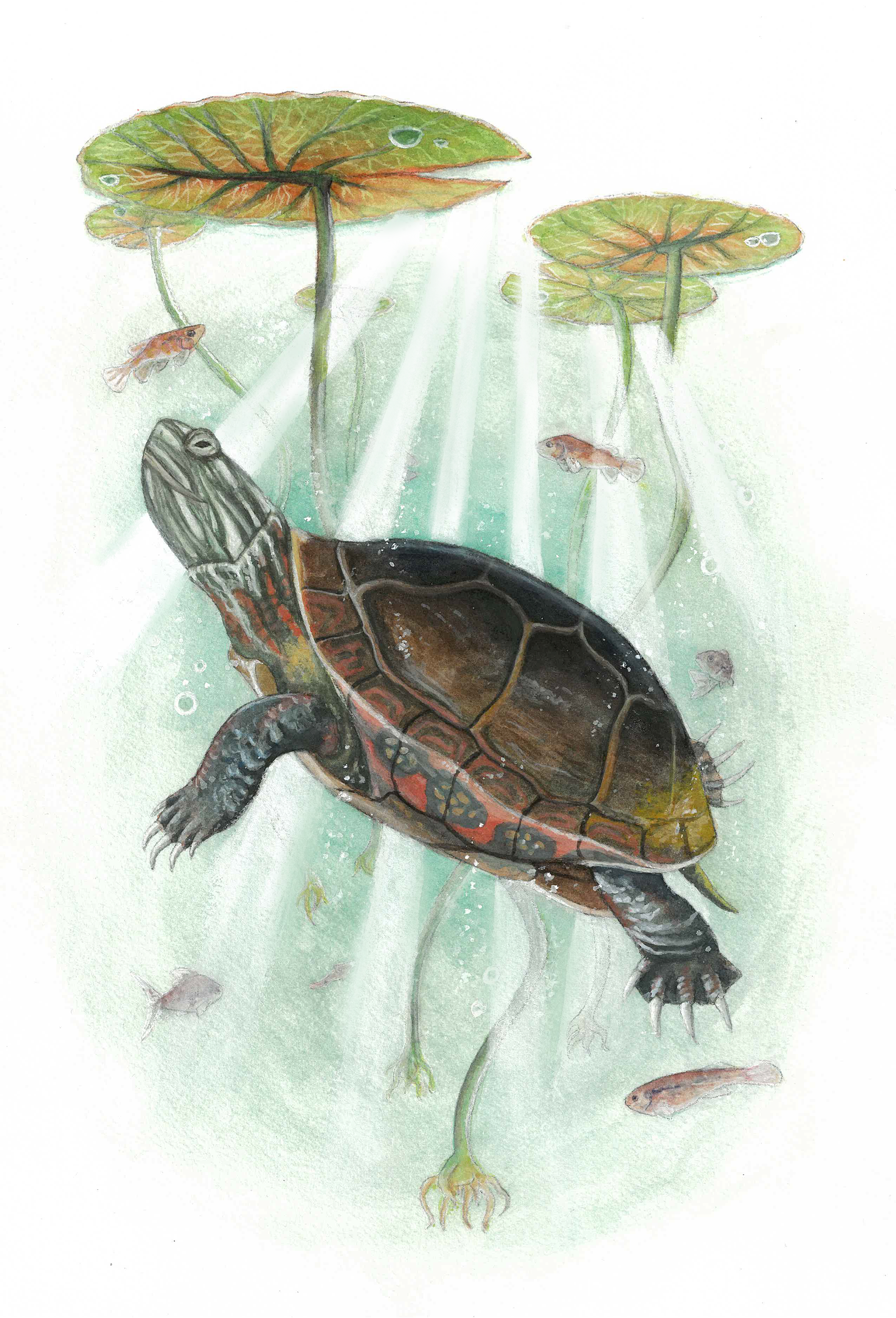 Painted Turtle, 2025