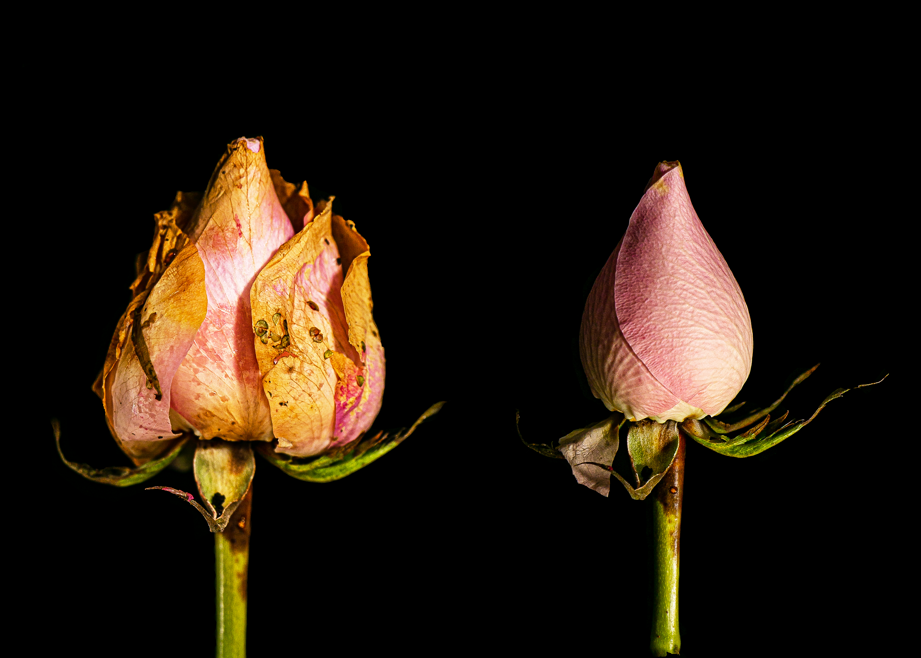 Dancing Flowers XX