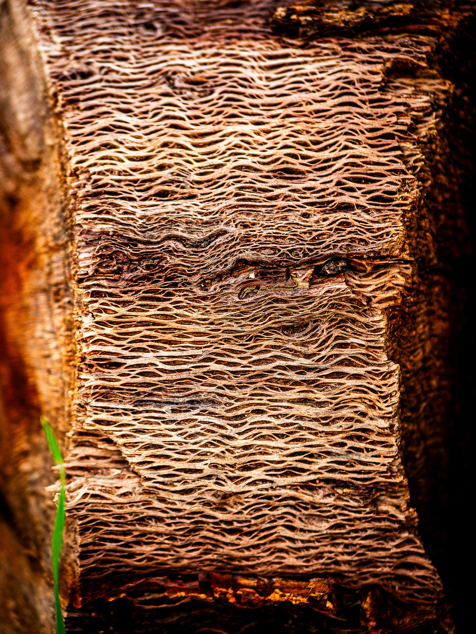 Veins and Vines