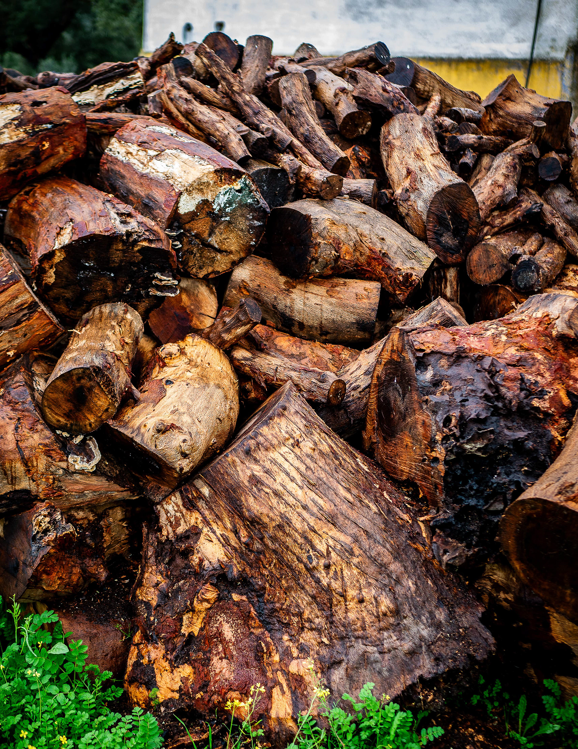 Carcass of the Quercus