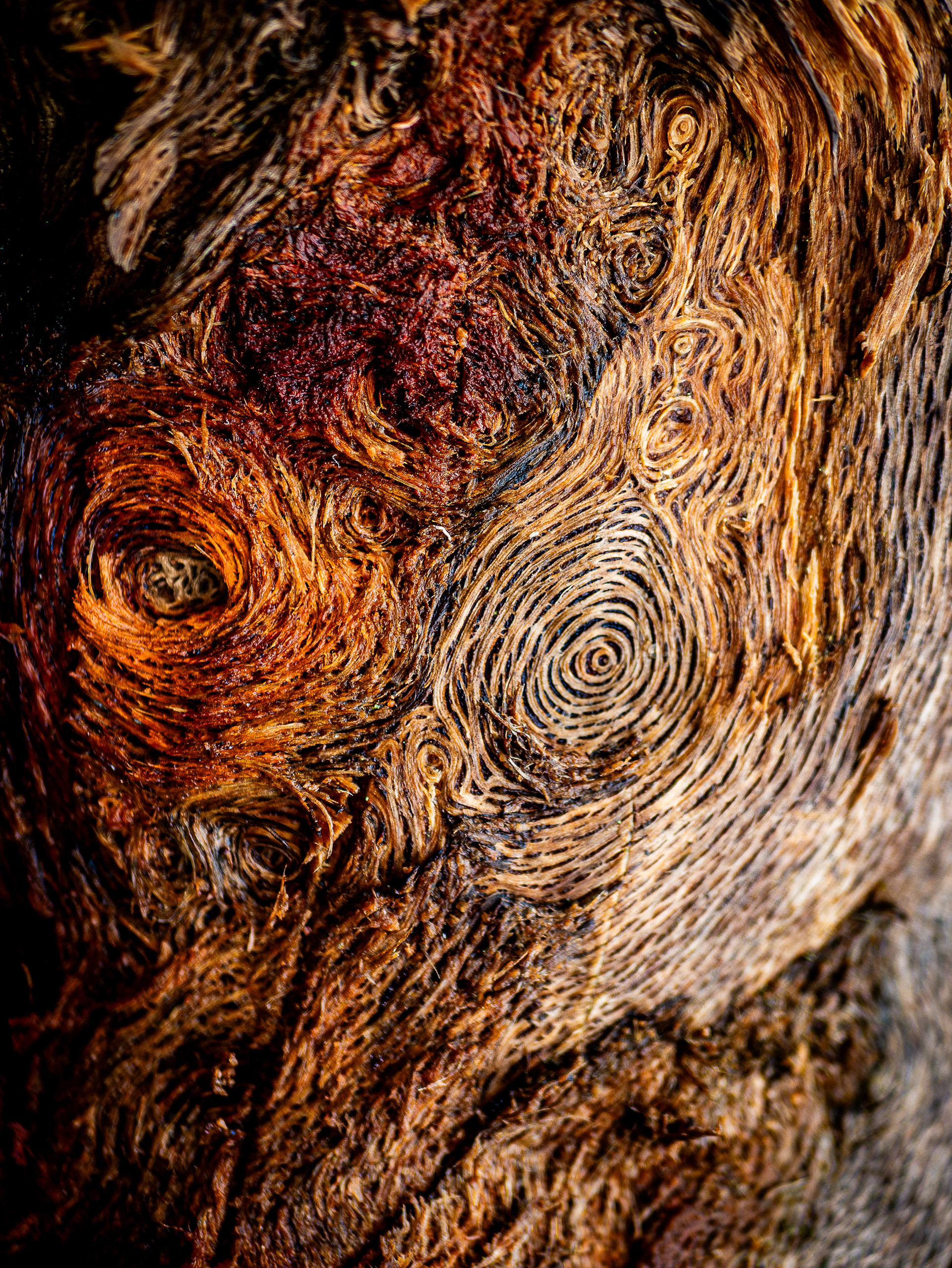 Animal Spirit