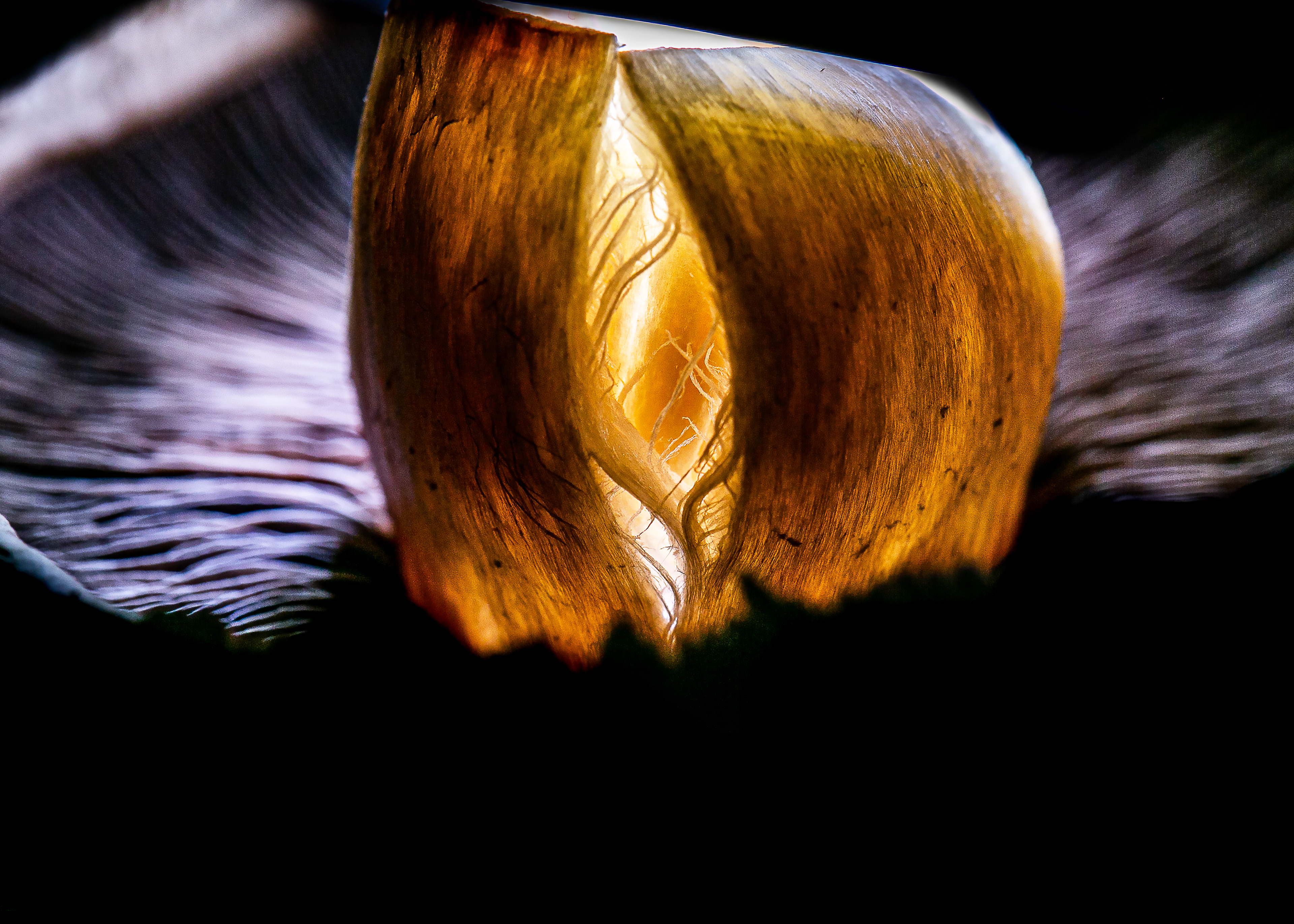Dancing Flowers IX