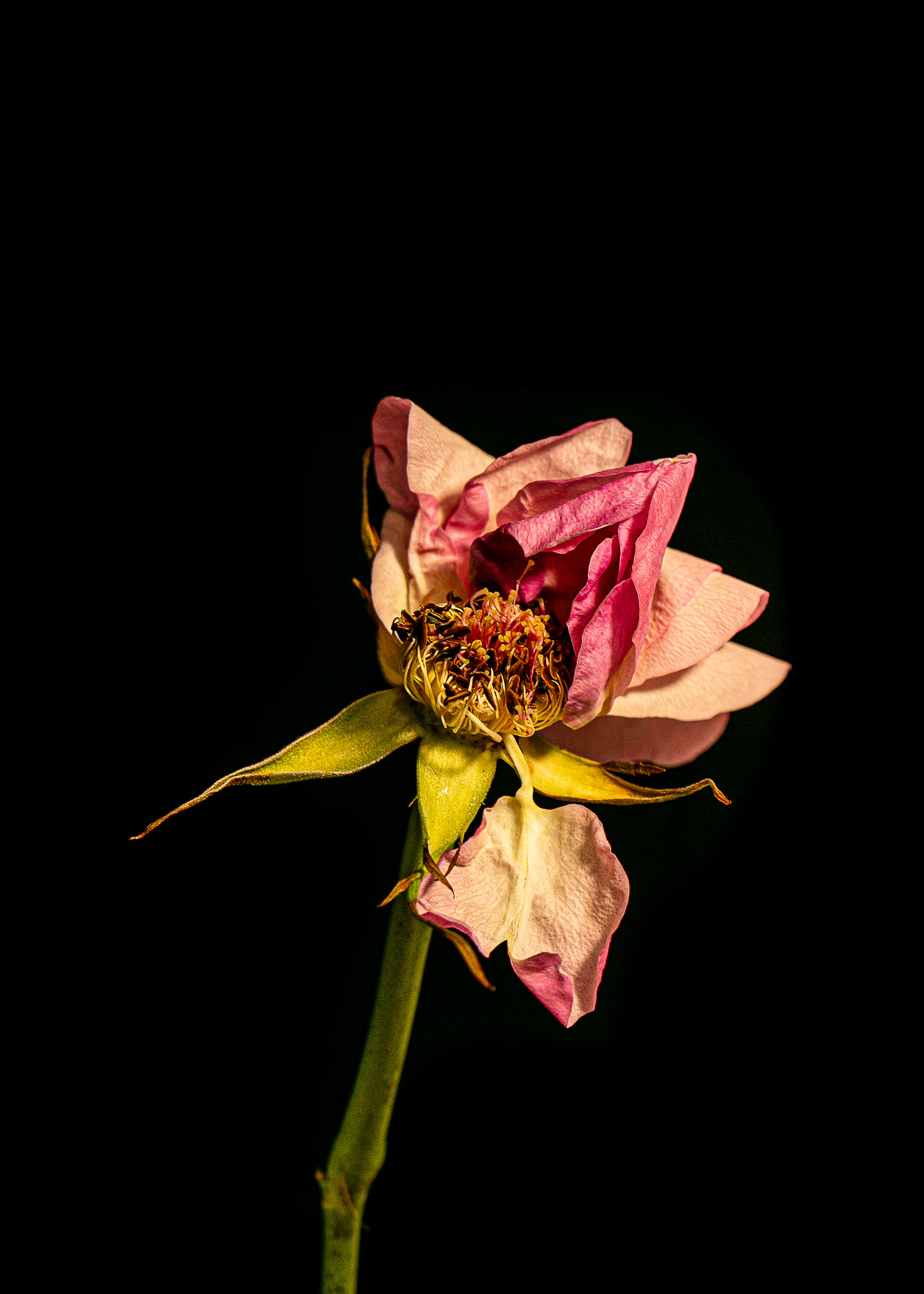 Dancing Flowers XIX