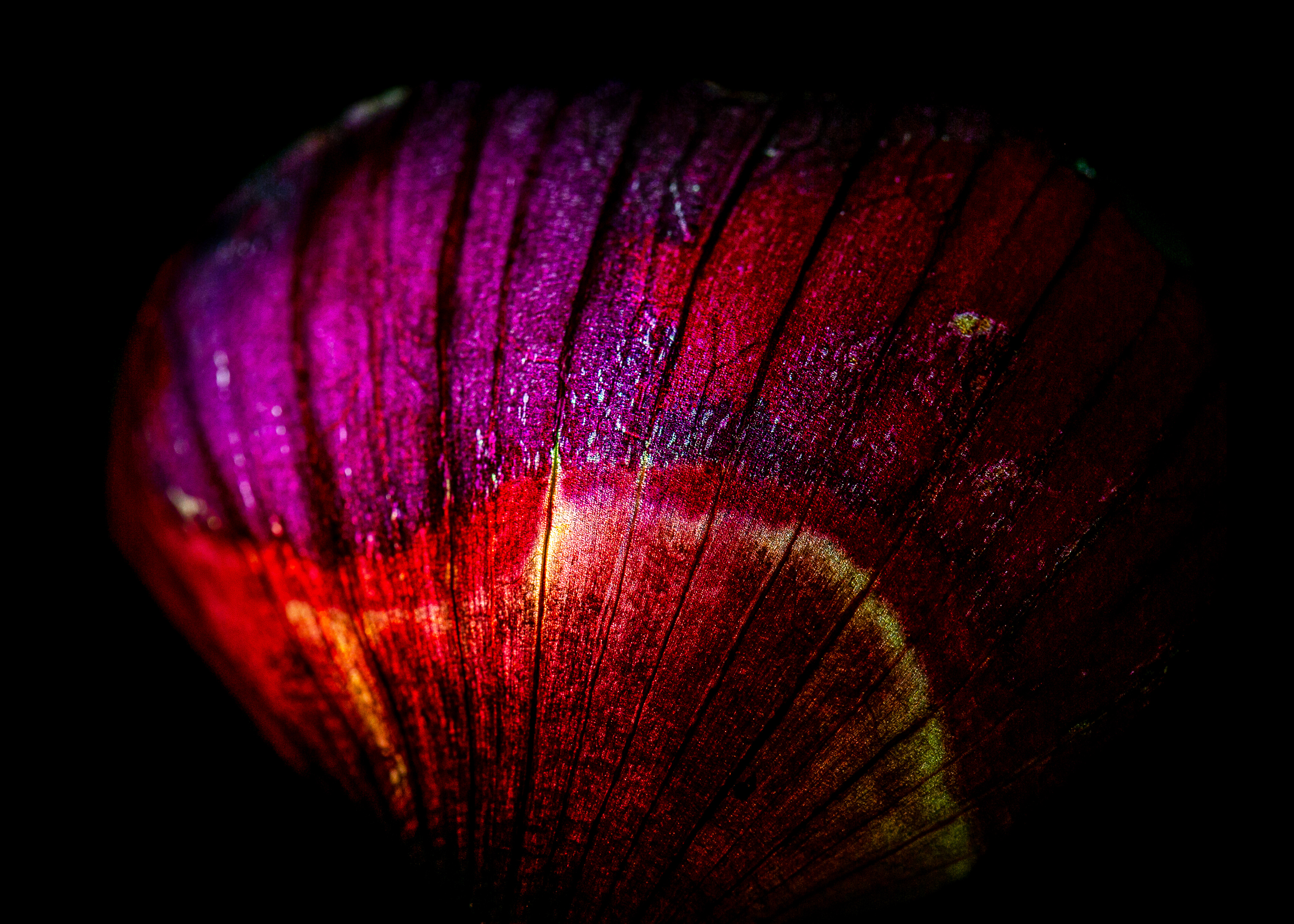 Dancing Flowers VII