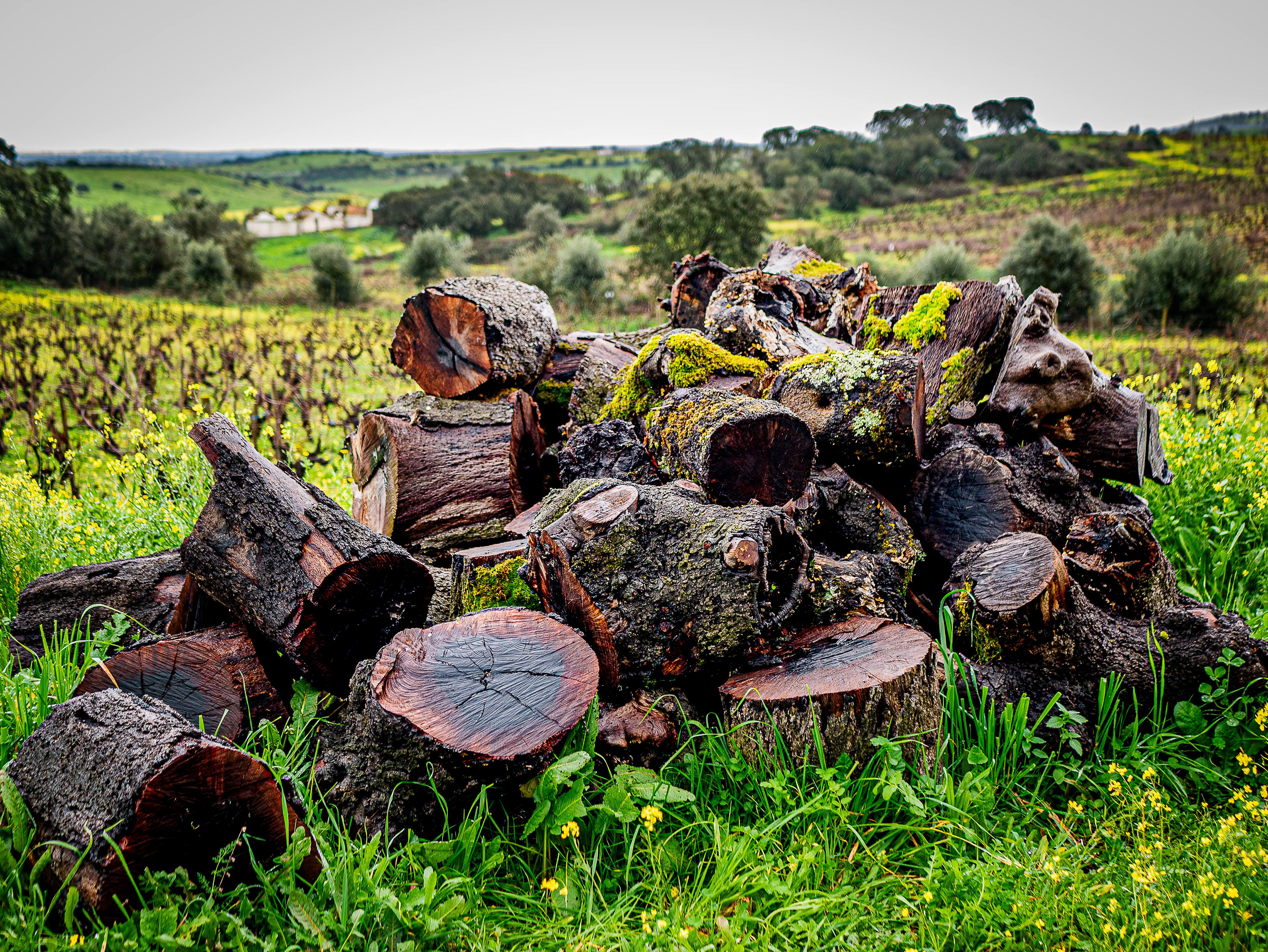 Life of the Quercus