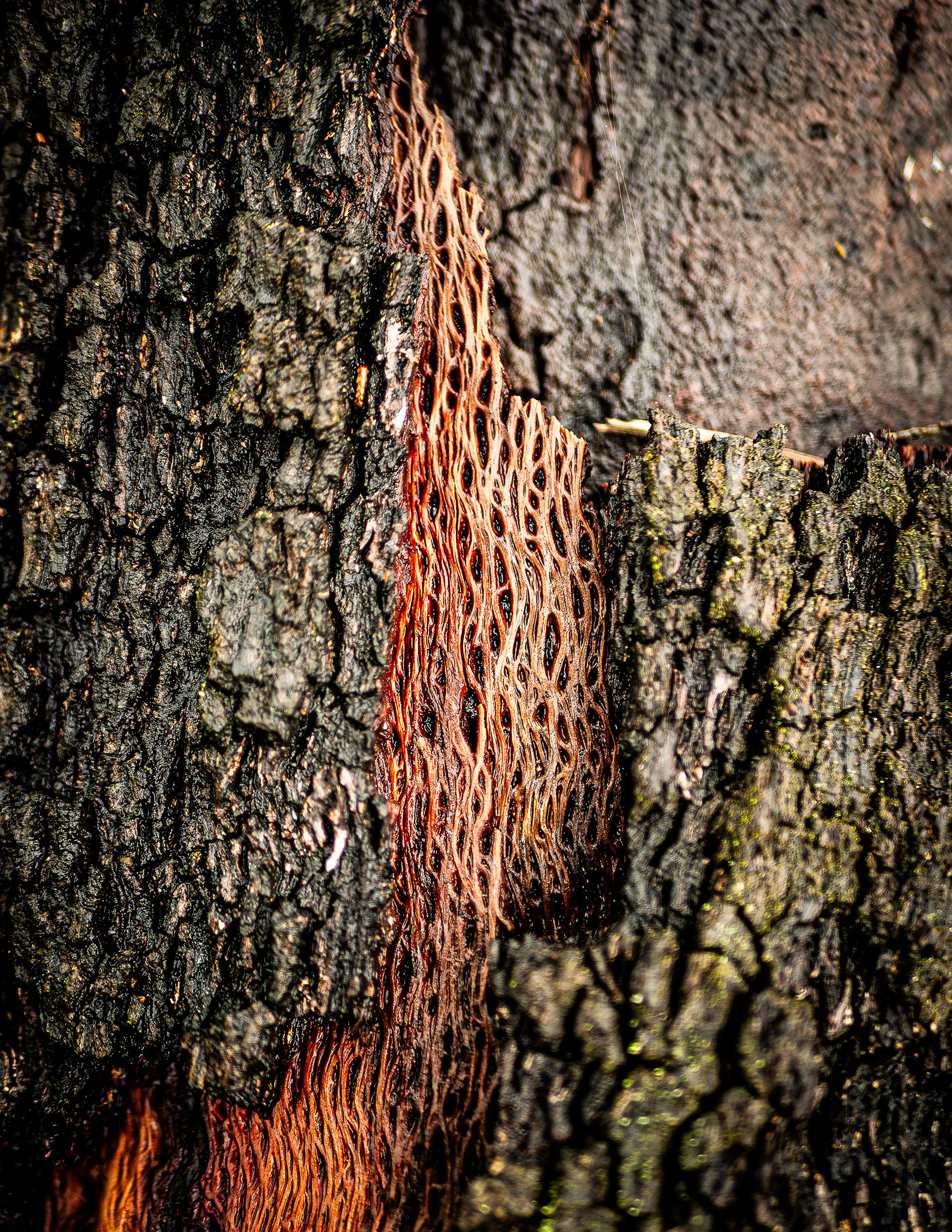 Beneath the Bark