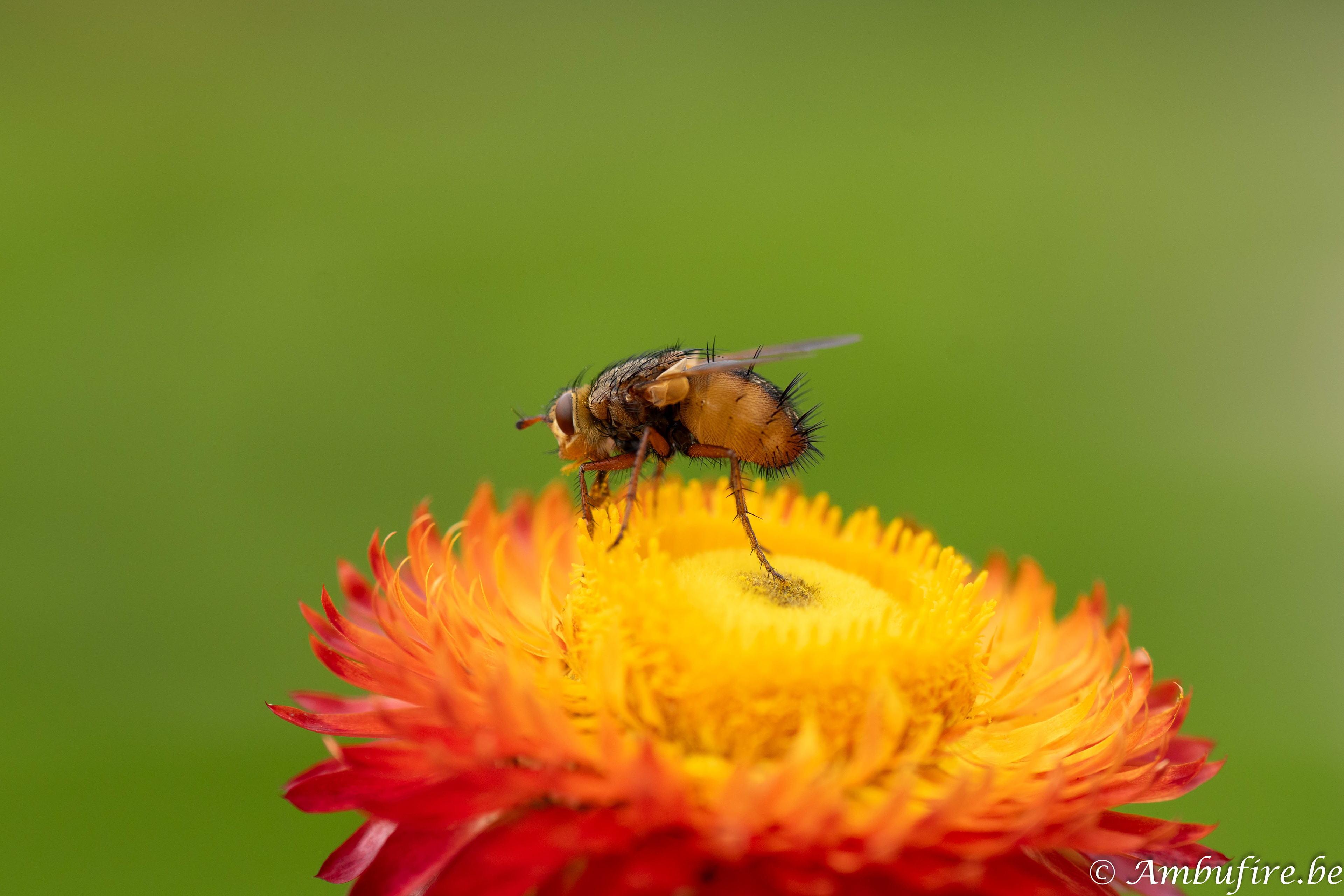 Tachina Fera