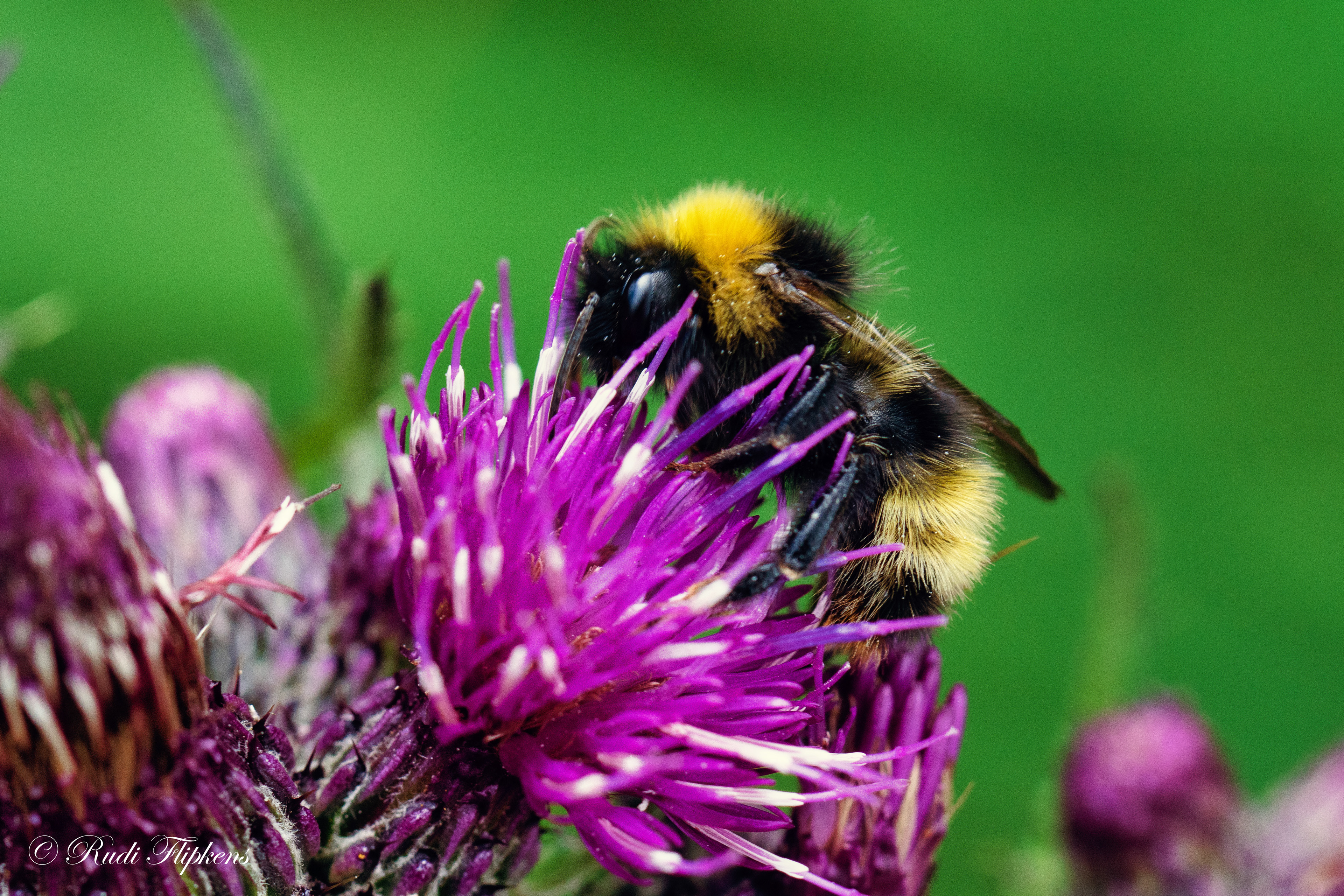 Steenhommel