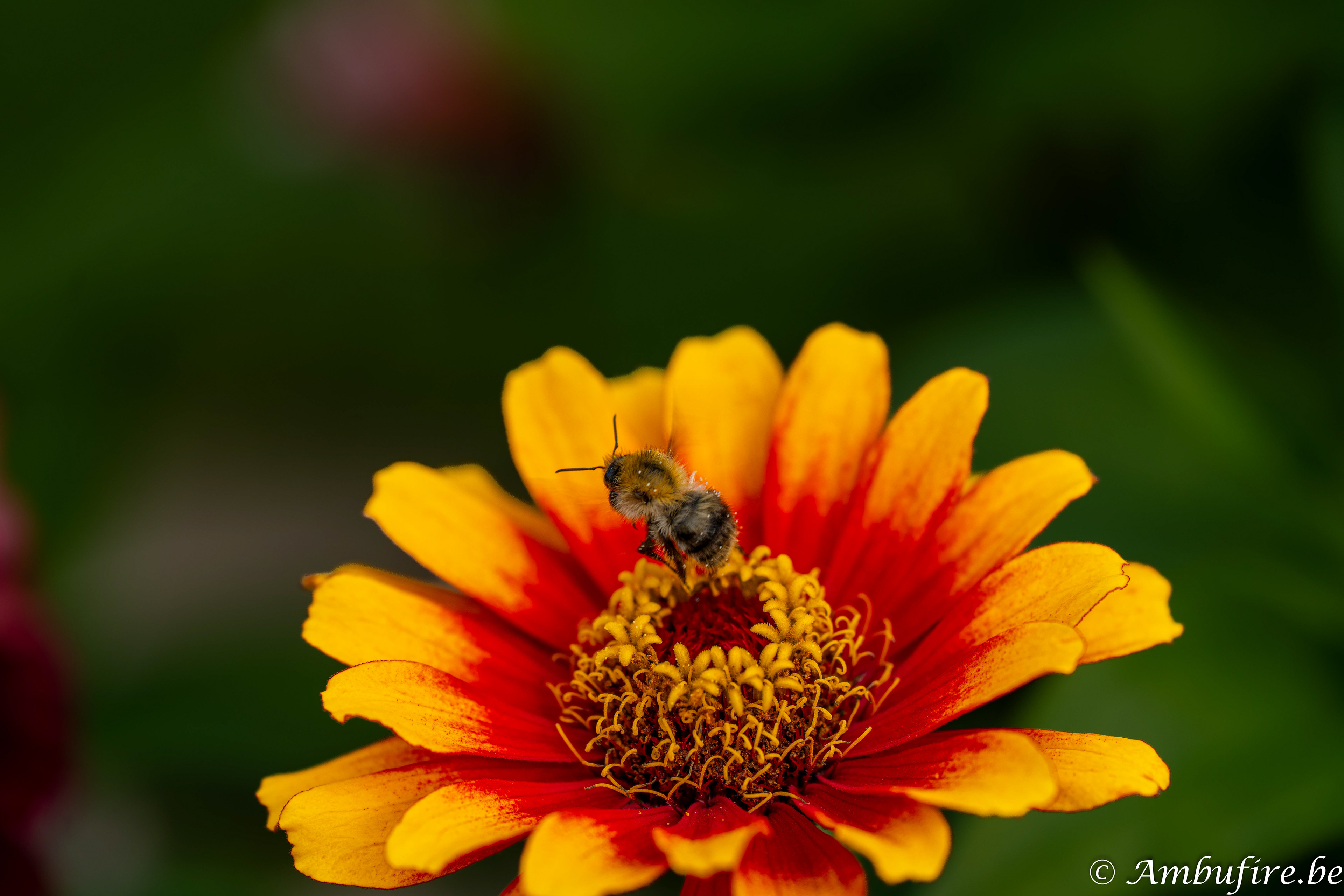 Akker Hommel