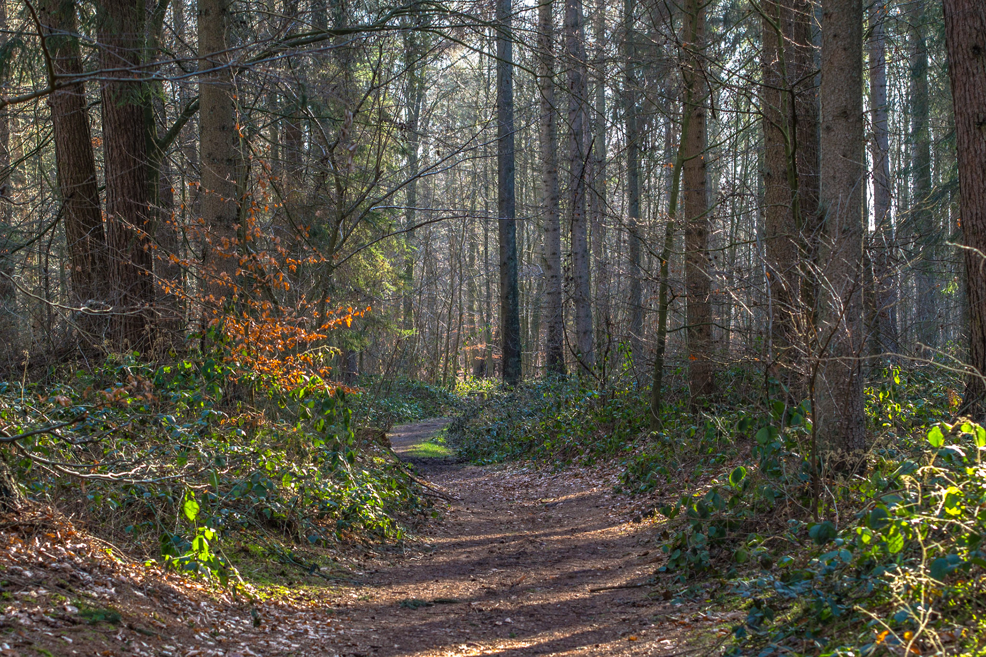 Lanker See bei Preetz Februar 21