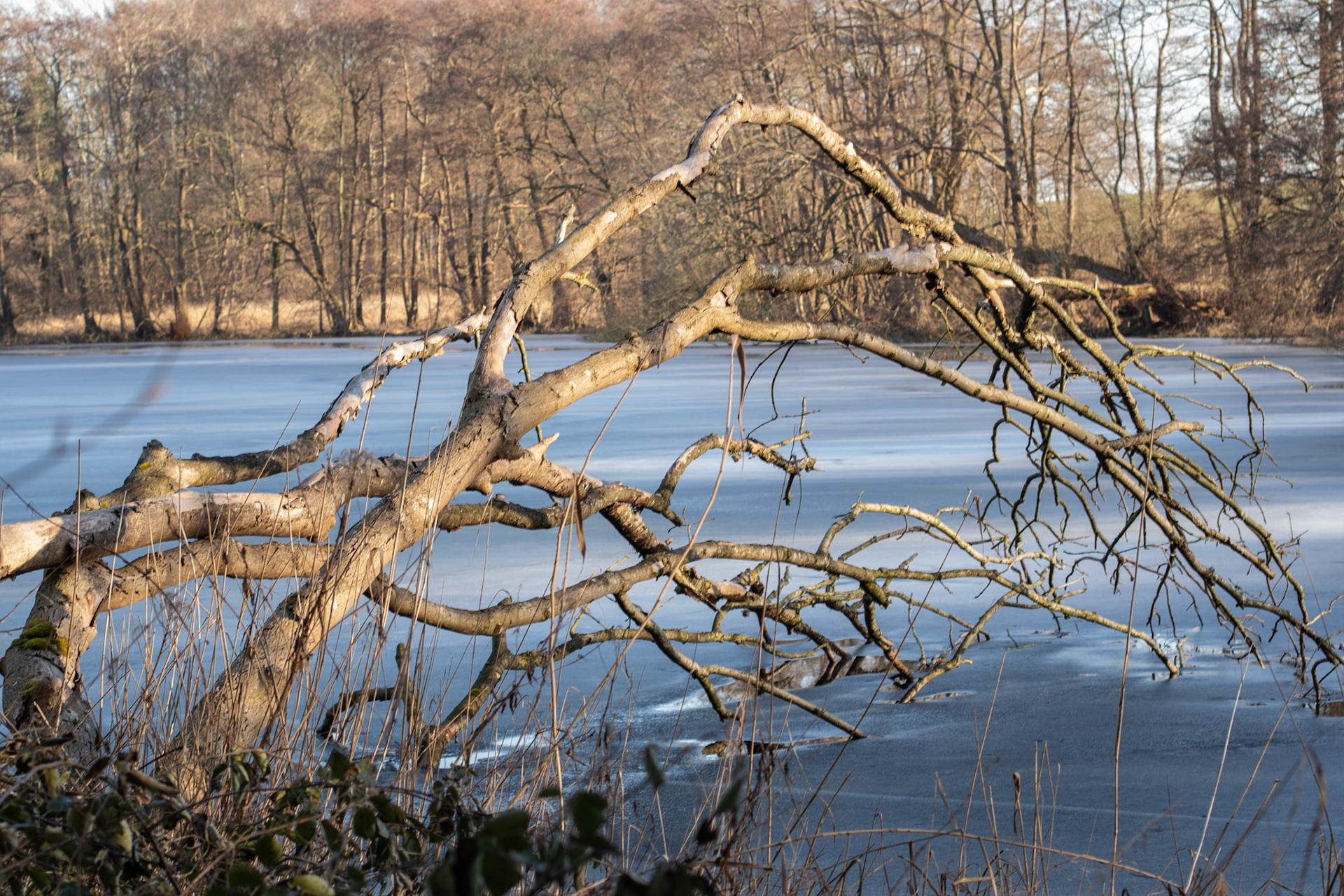 Lanker See bei Preetz Februar 21