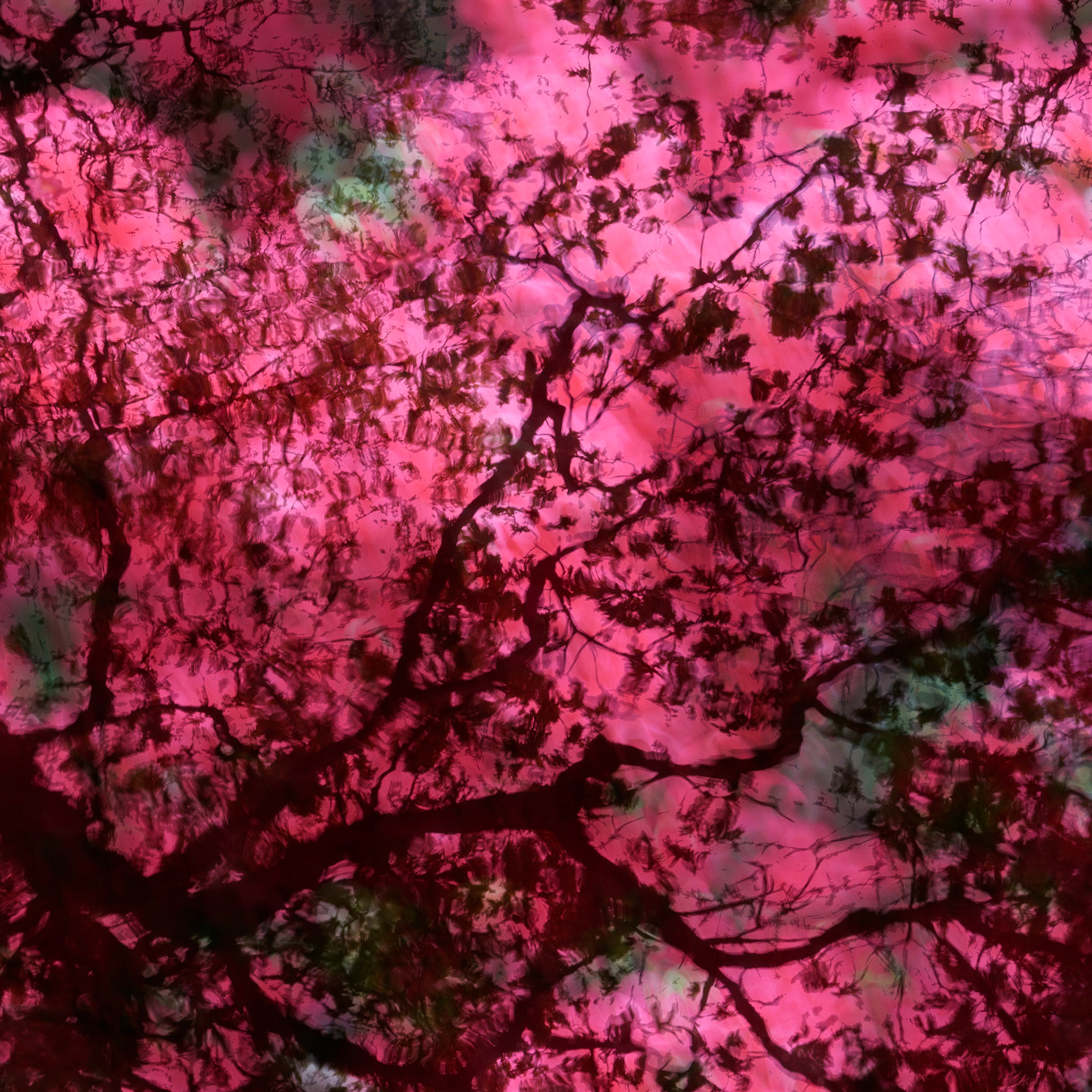 Isabella Plantation, Richmond Park