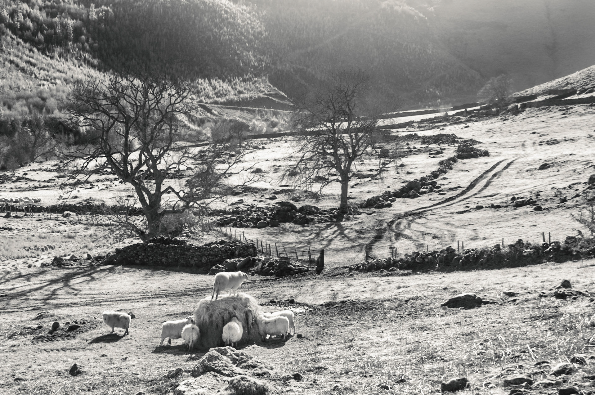 Abergwyngregyn