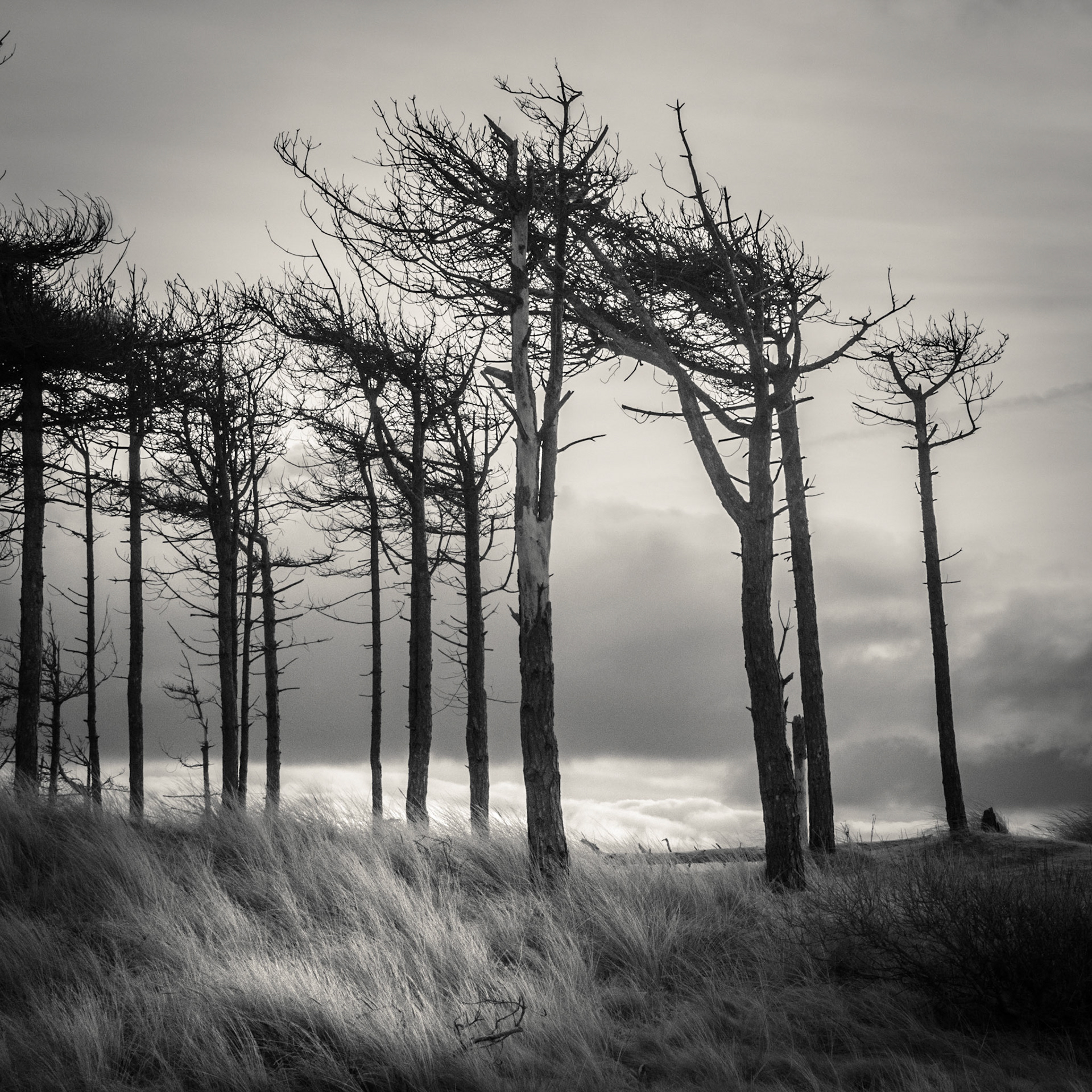 Newborough Forest, Anglesey