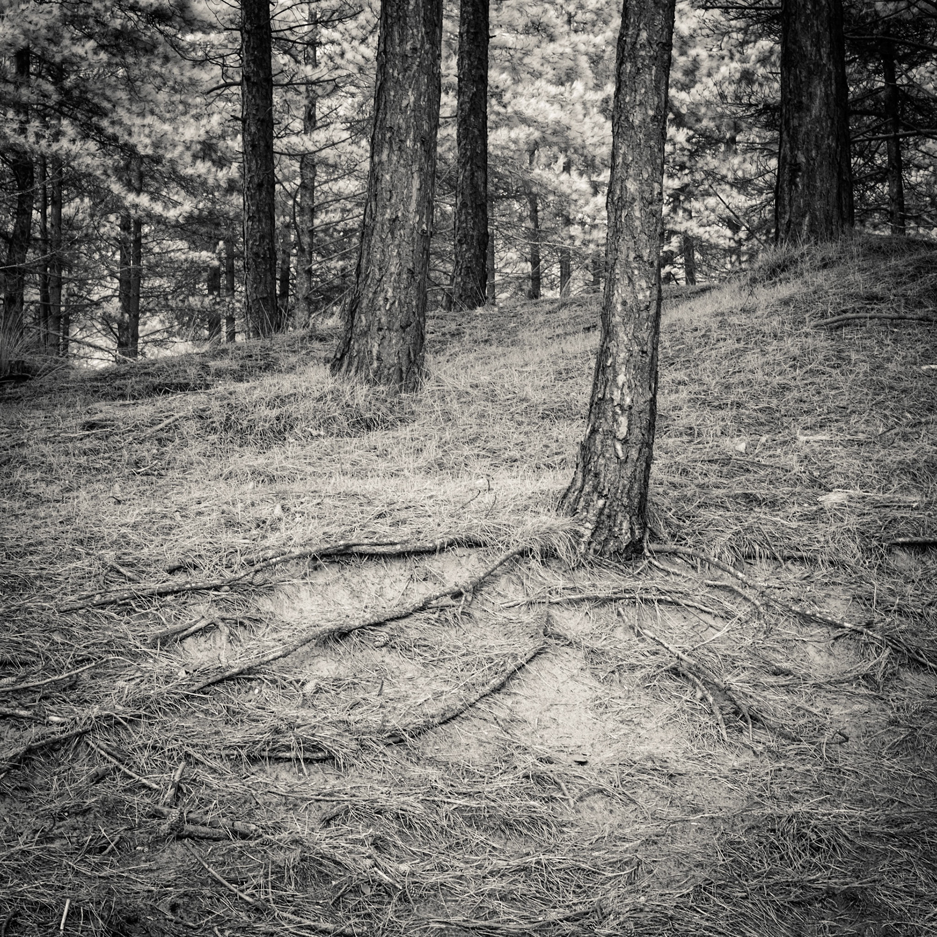 Newborough Forest, Anglesey