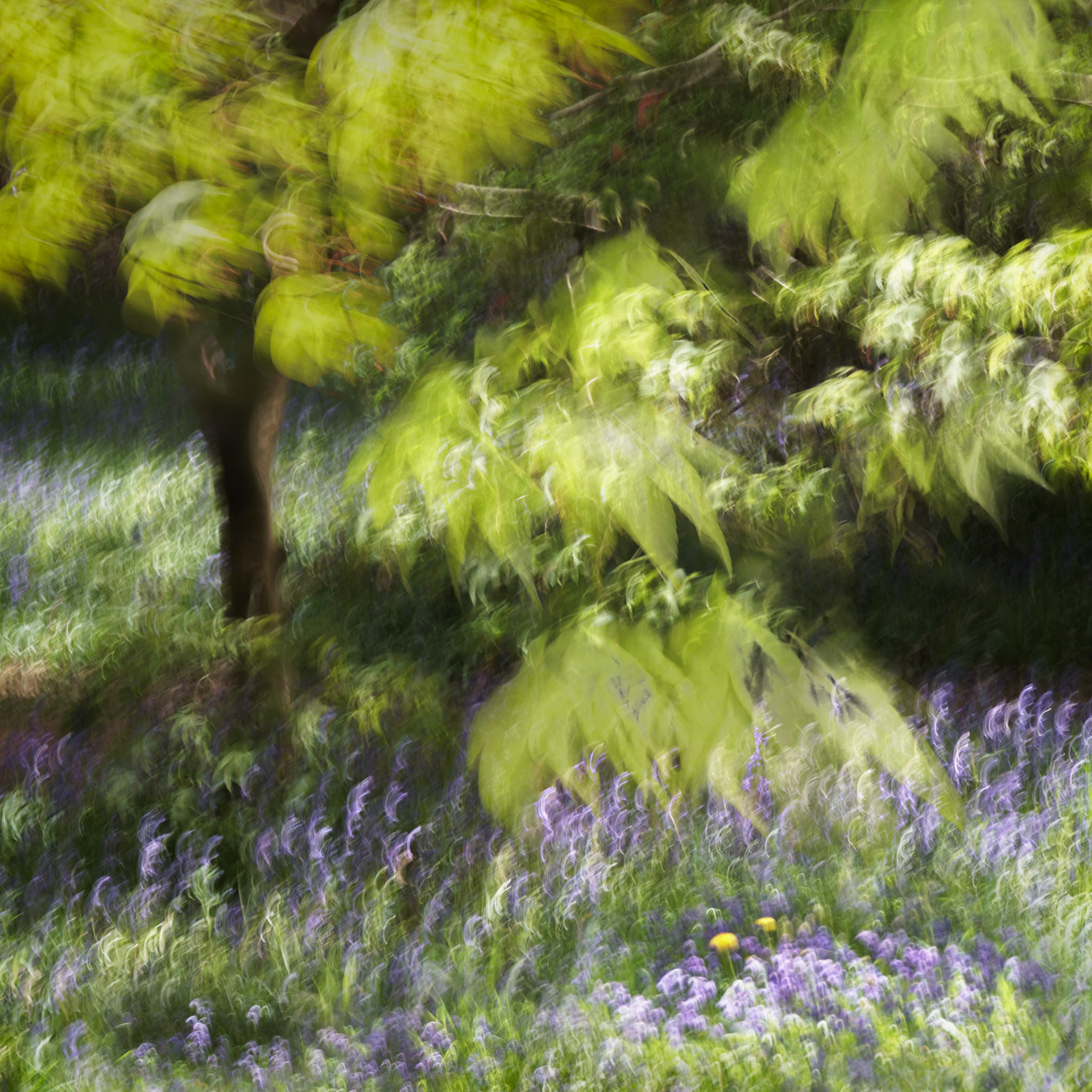 Isabella Plantation, Richmond Park