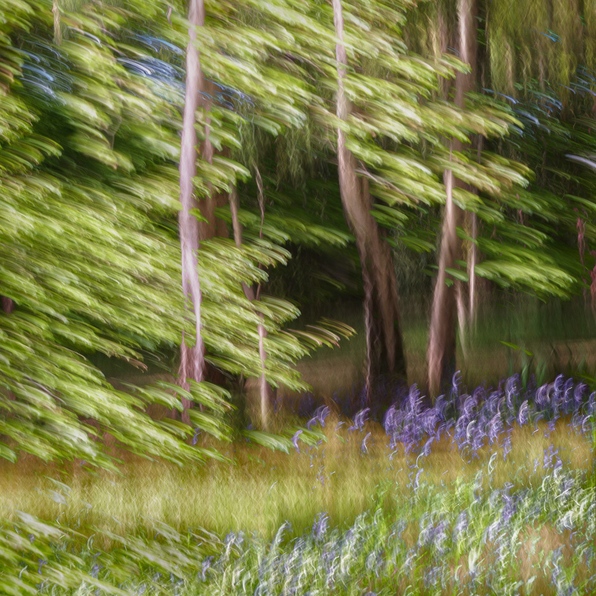 Isabella Plantation, Richmond Park